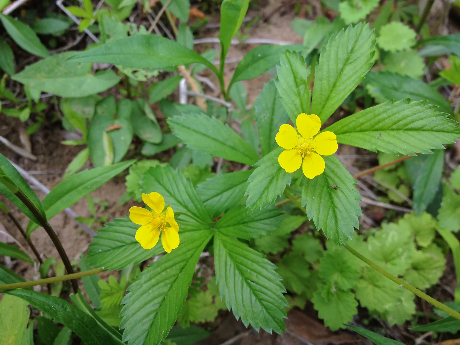 Common Cinquefoil (Potentilla simplex)