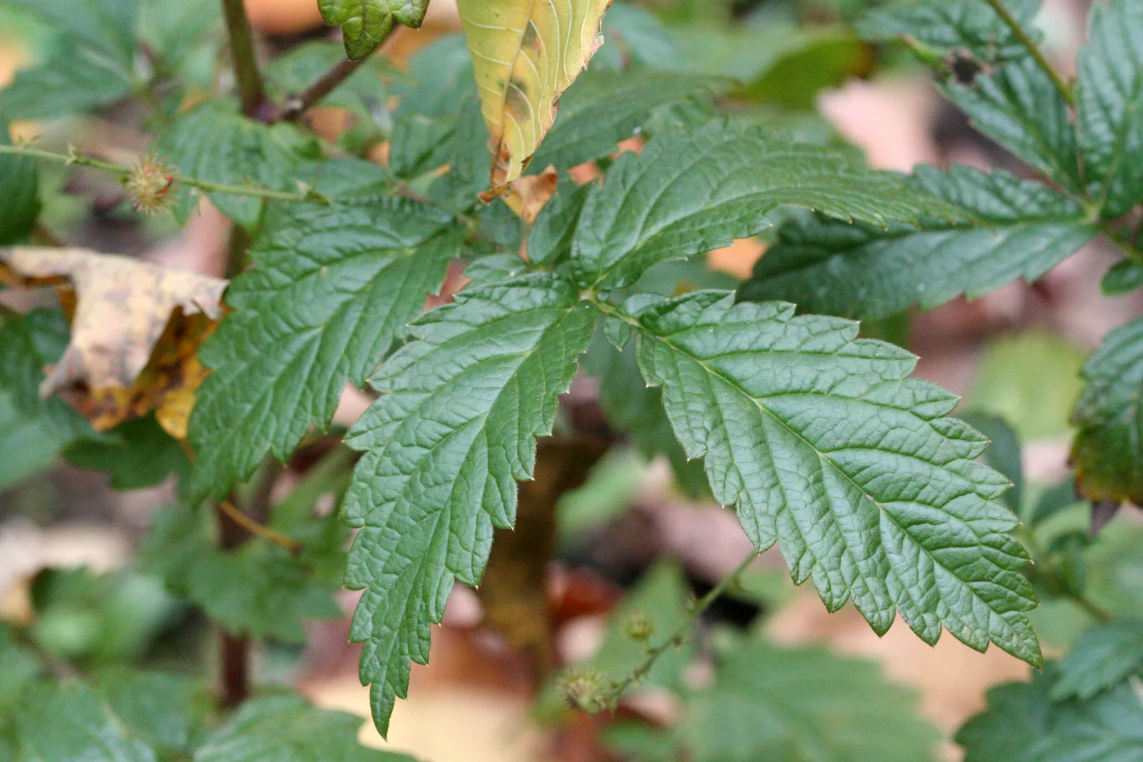Agrimony