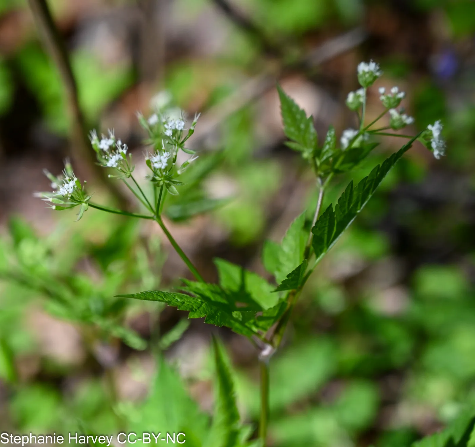 Aniseroot (Osmorhiza longistylis)