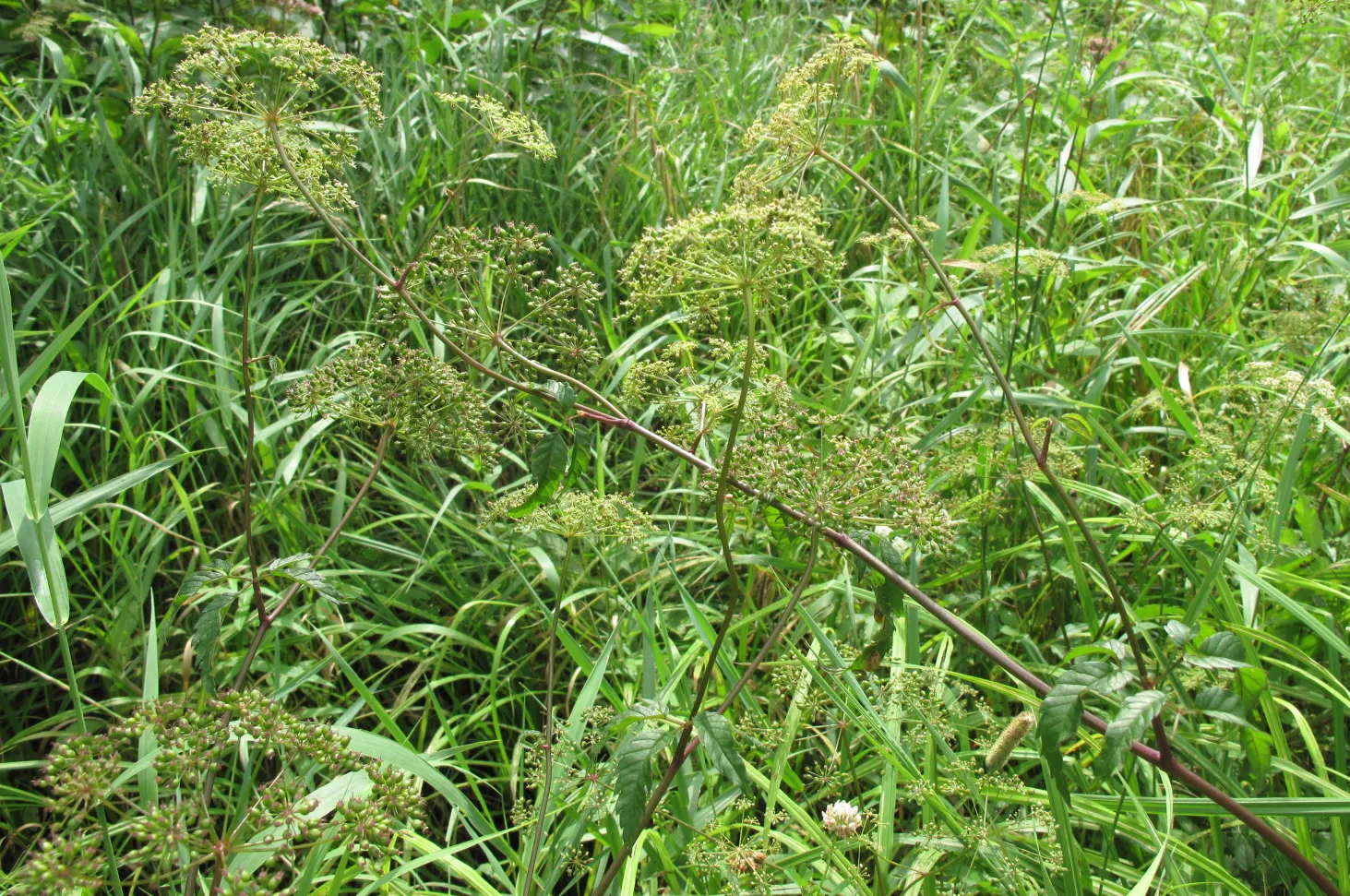Water Hemlock (Cicuta maculata)