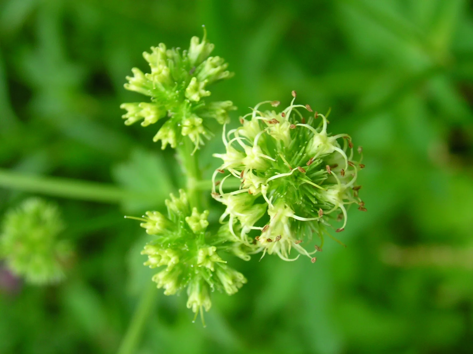 Black Snakeroot (Sanicula marilandica)