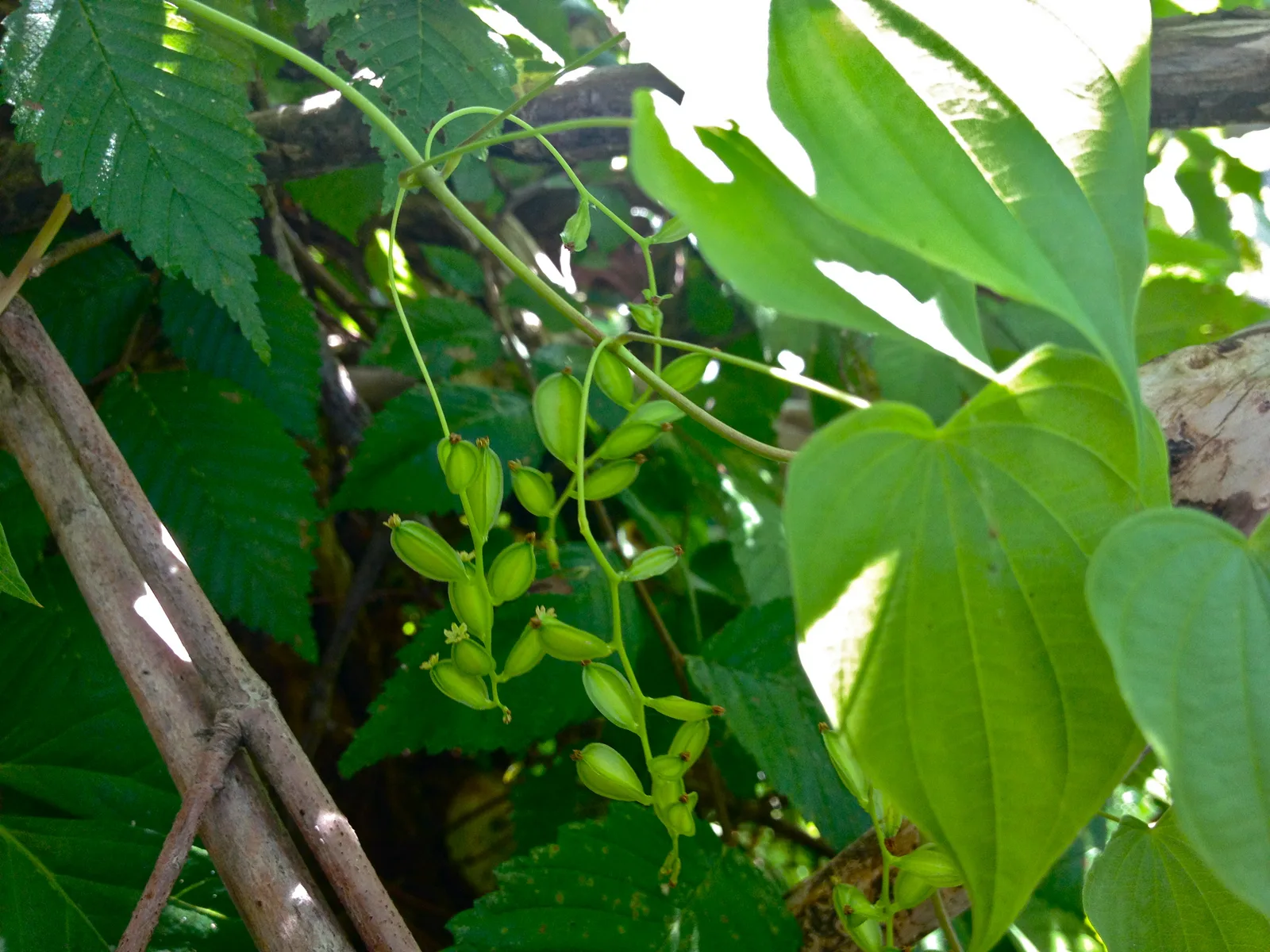 Wild Yam