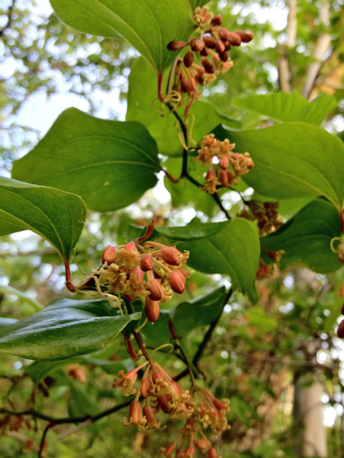 Greenbrier (Smilax rotundifolia)