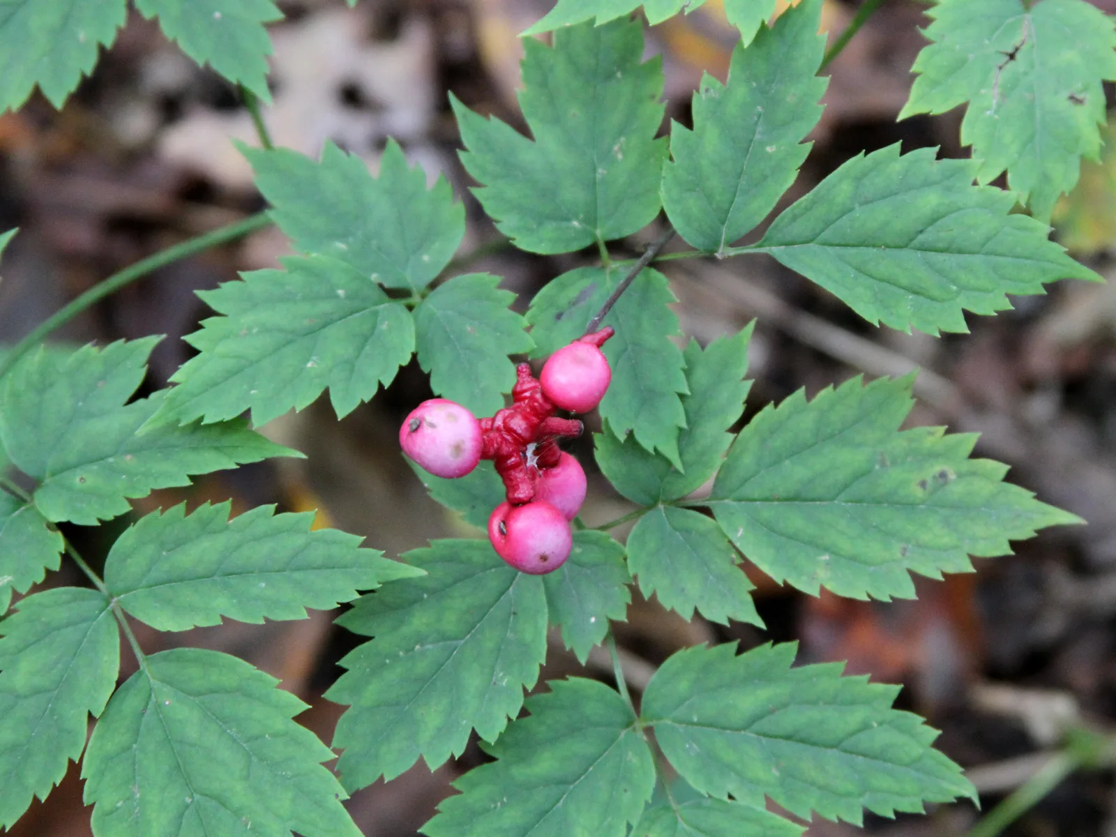 White Baneberry (Actaea pachypoda)