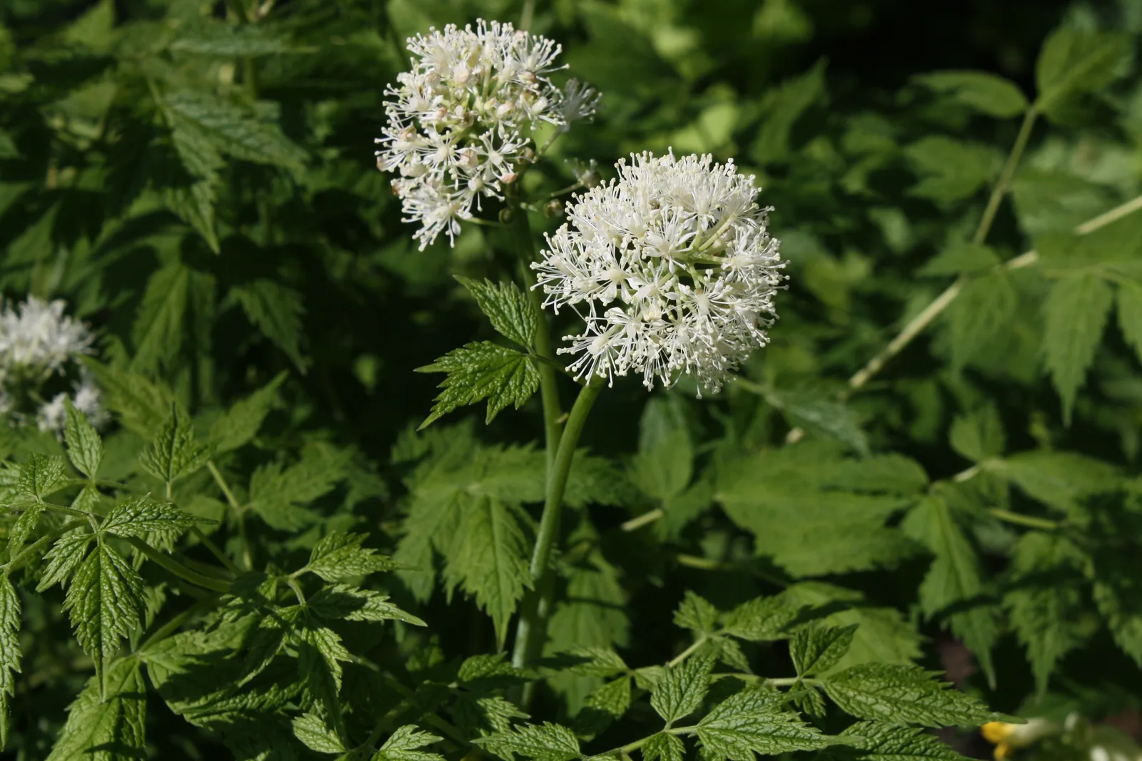 Red Baneberry (Actaea rubra)