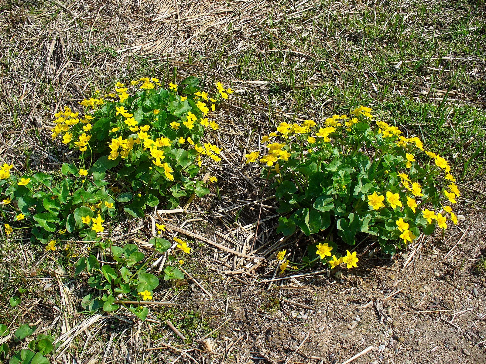 Marsh Marigold (Caltha palustris)