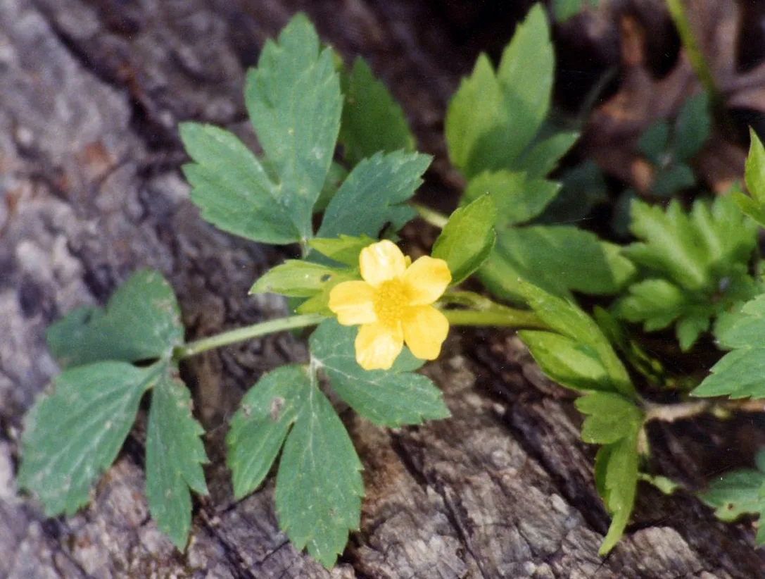 Early Buttercup (Ranunculus fascicularis)