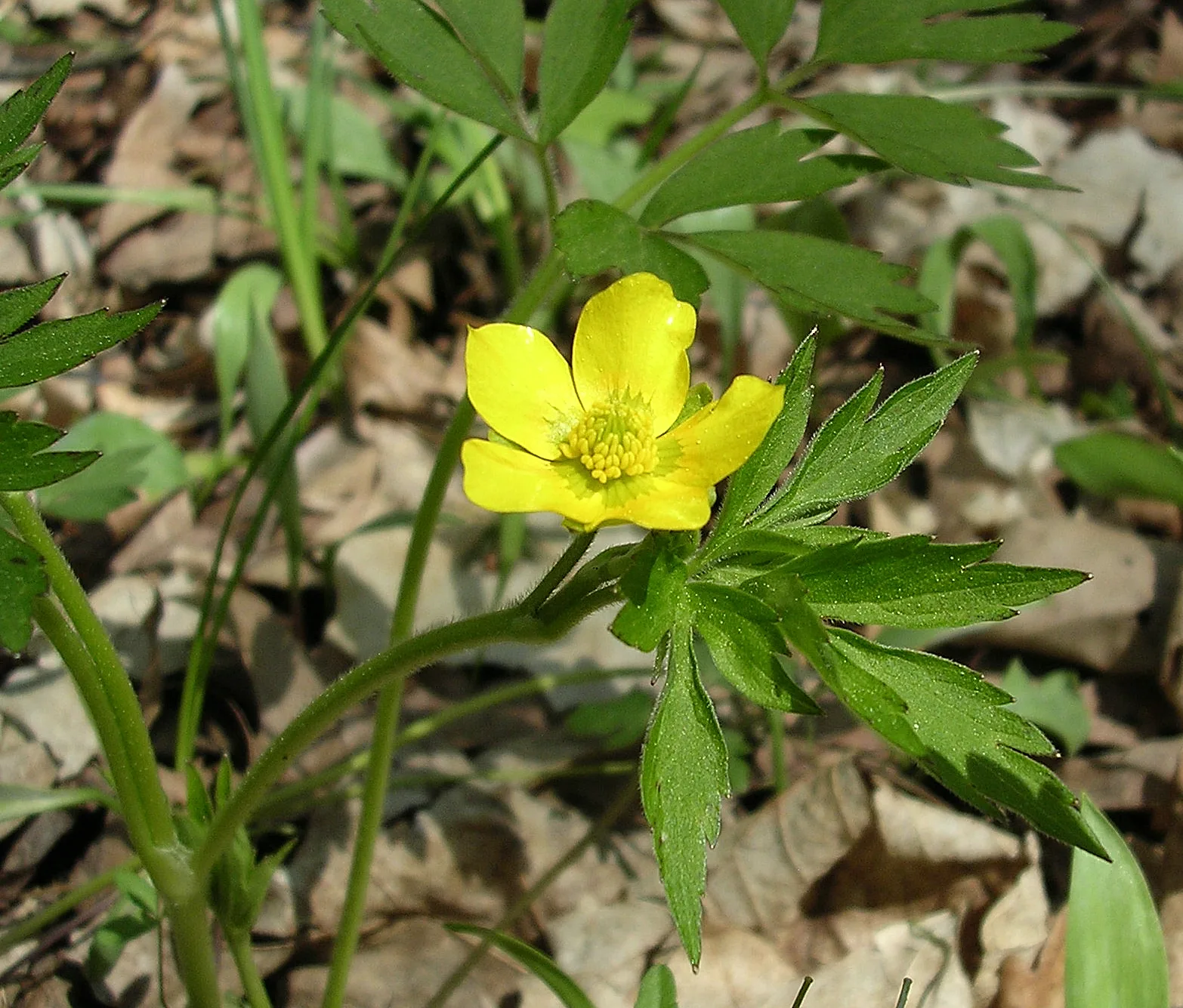 Swamp Buttercup (Ranunculus hispidus var. nitidus)