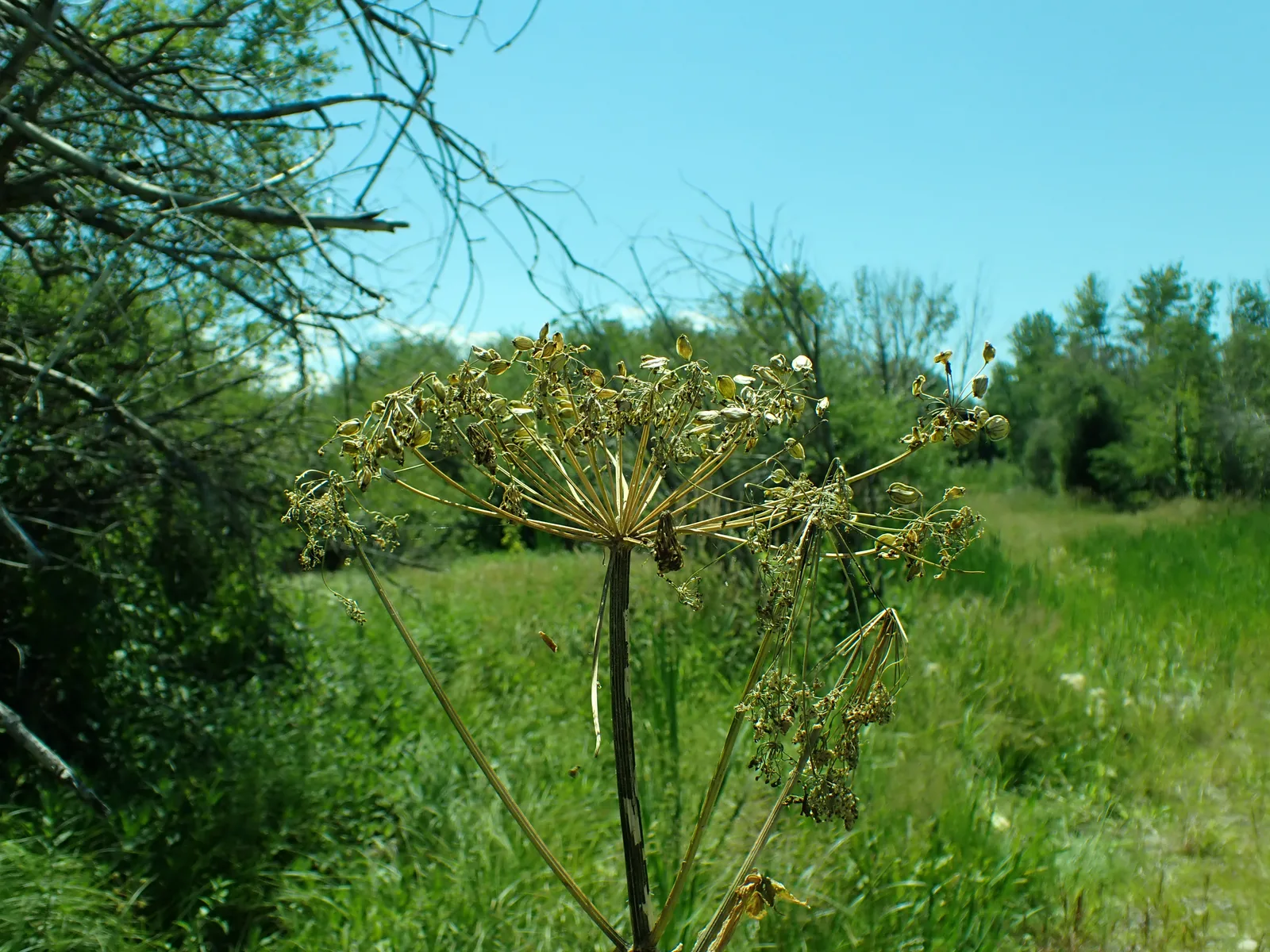 Cow Parsnip (Heracleum maximum)