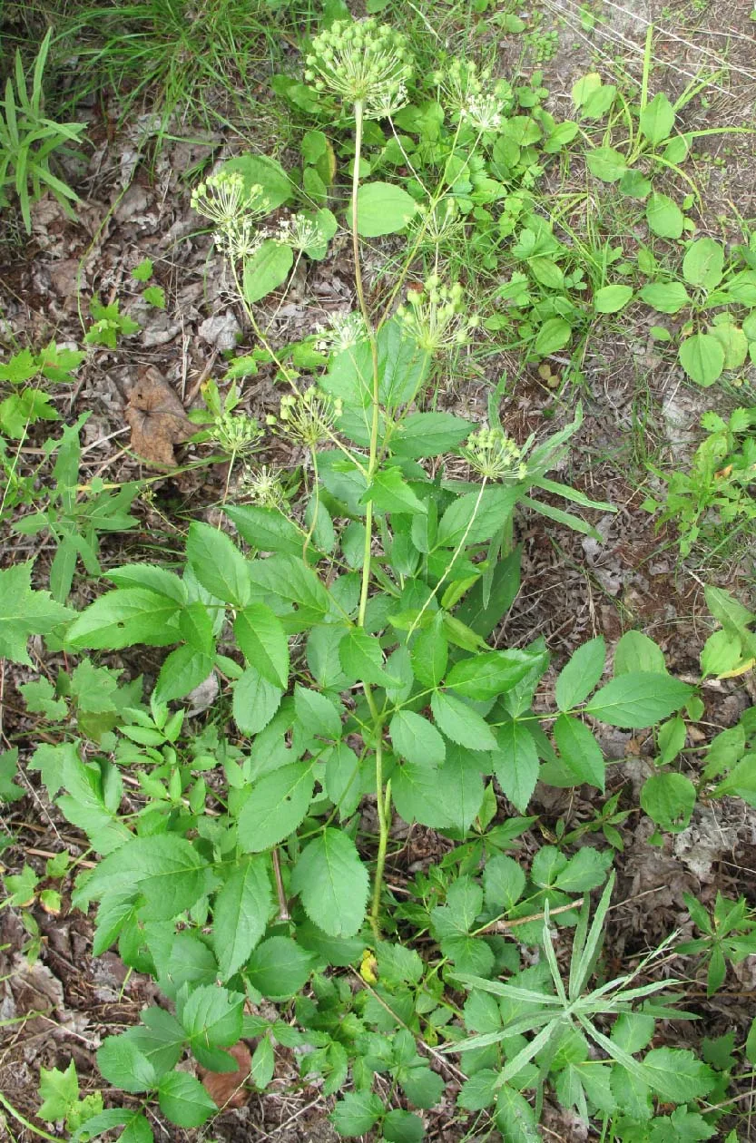 Bristly Sarsaparilla (Aralia hispida)