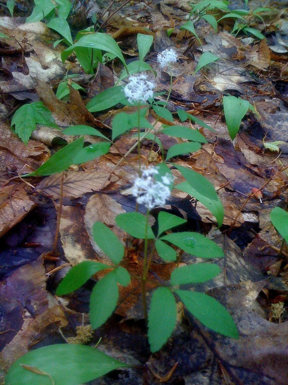 Dwarf Ginseng (Panax trifolius)