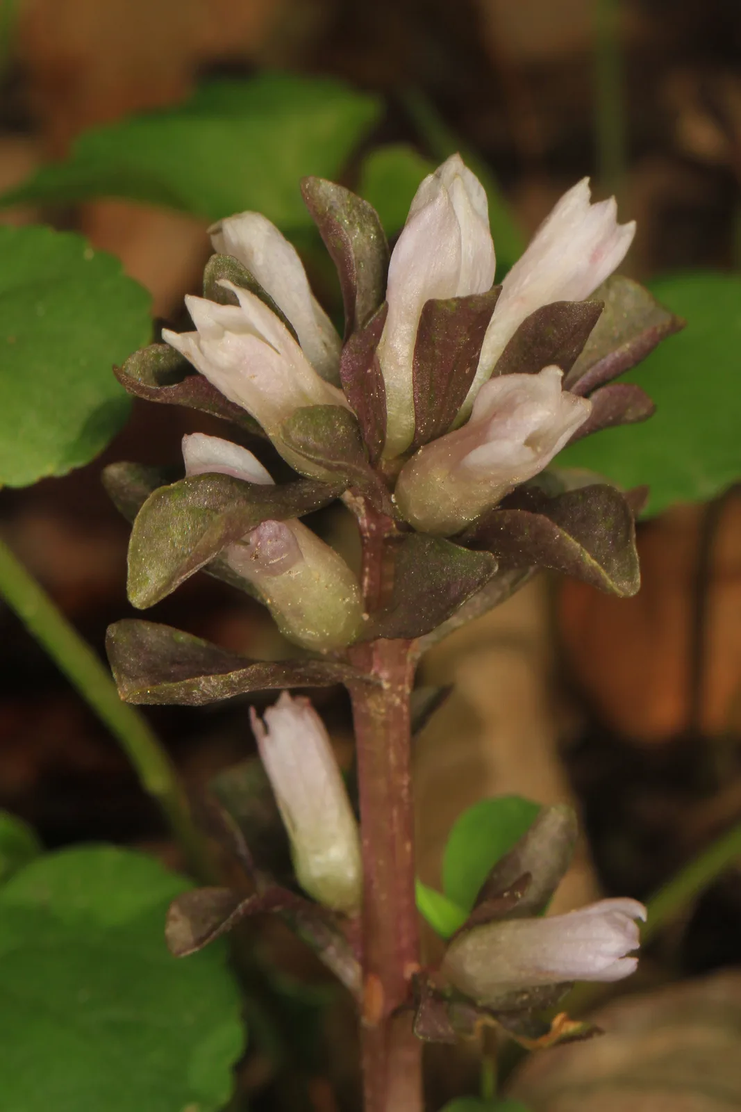 Virginia Pennywort