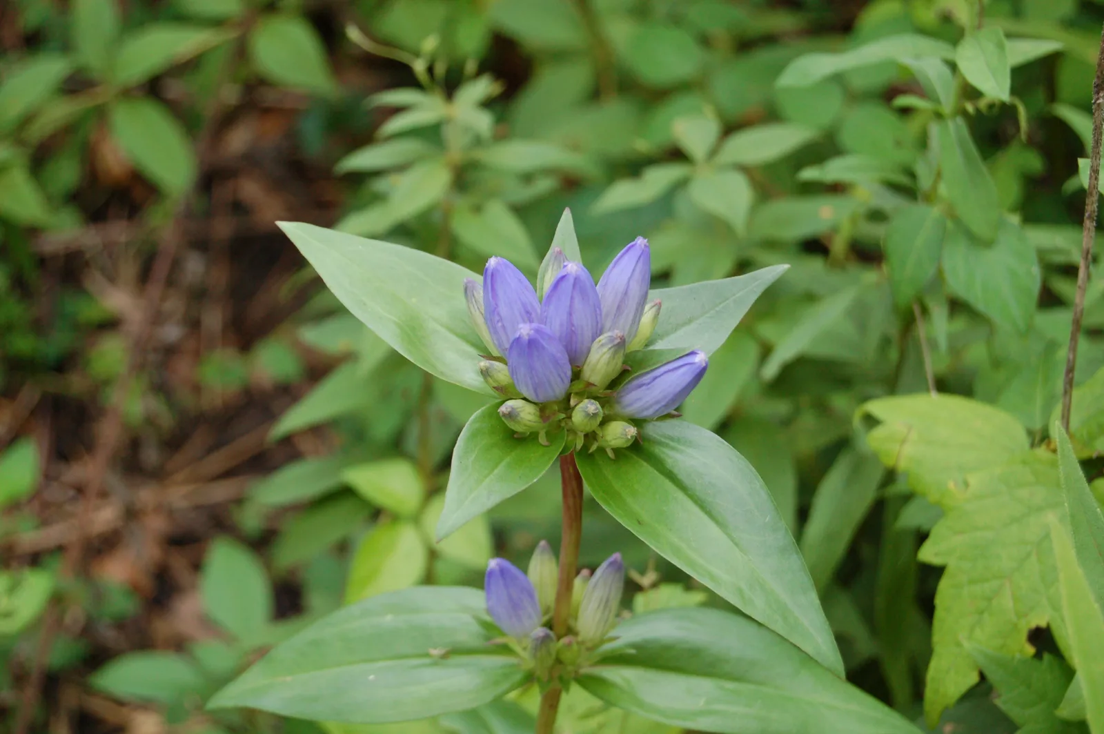 Bottle Gentian (Gentiana andrewsii)