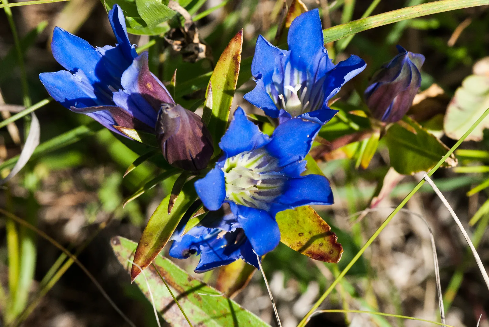 Downy Gentian (Gentiana puberulenta)