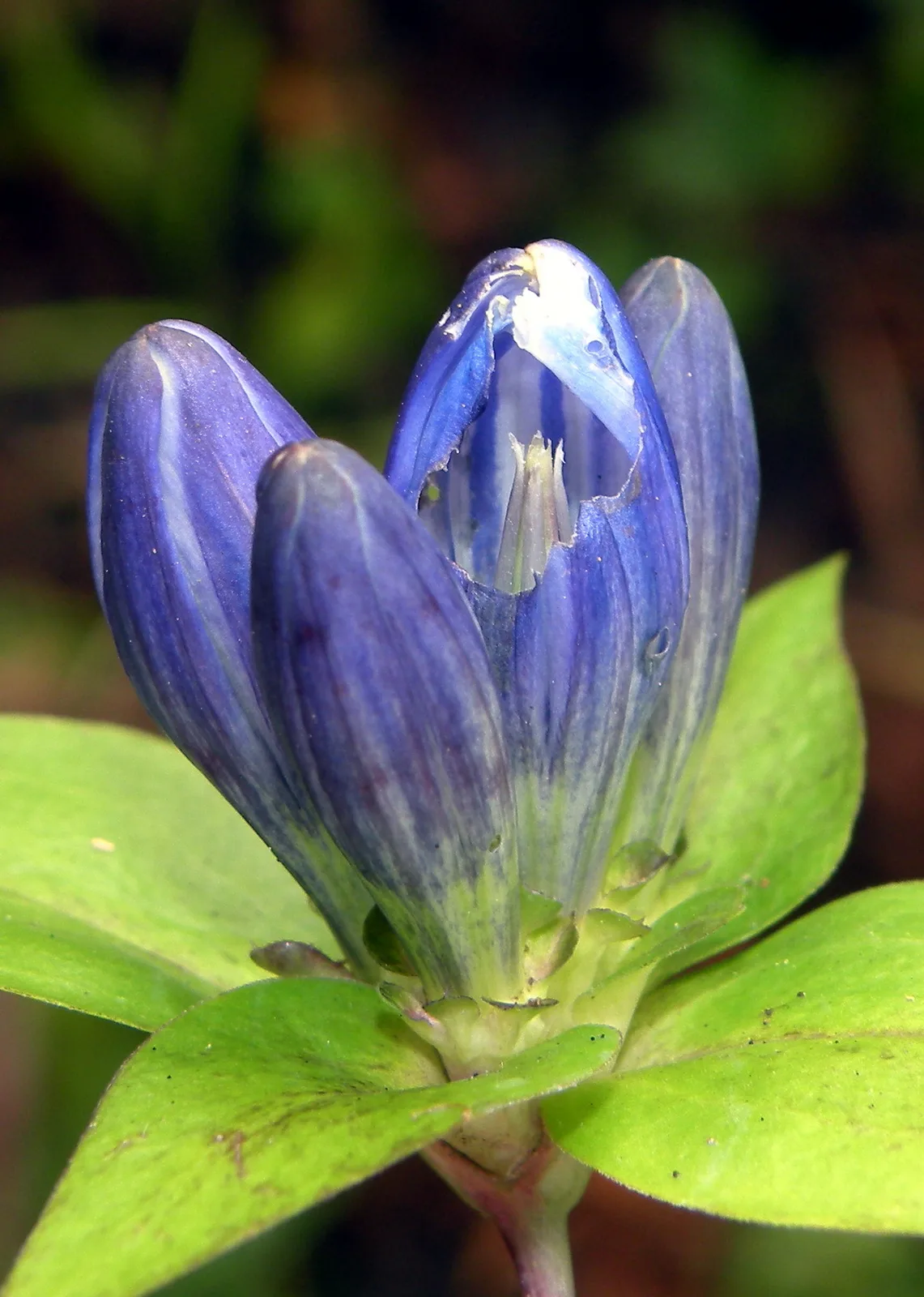 Closed Gentian