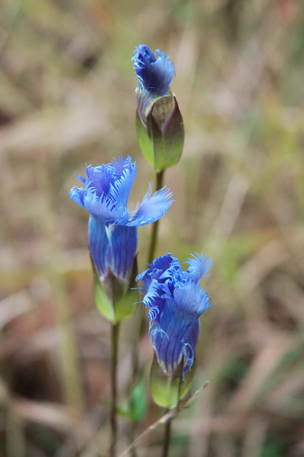 Fringed Gentian