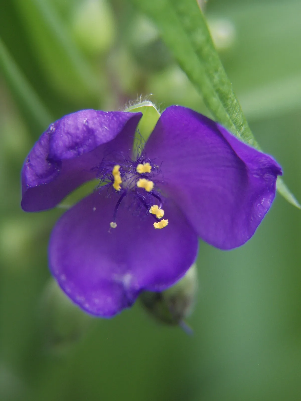 Spiderwort (Tradescantia virginiana)