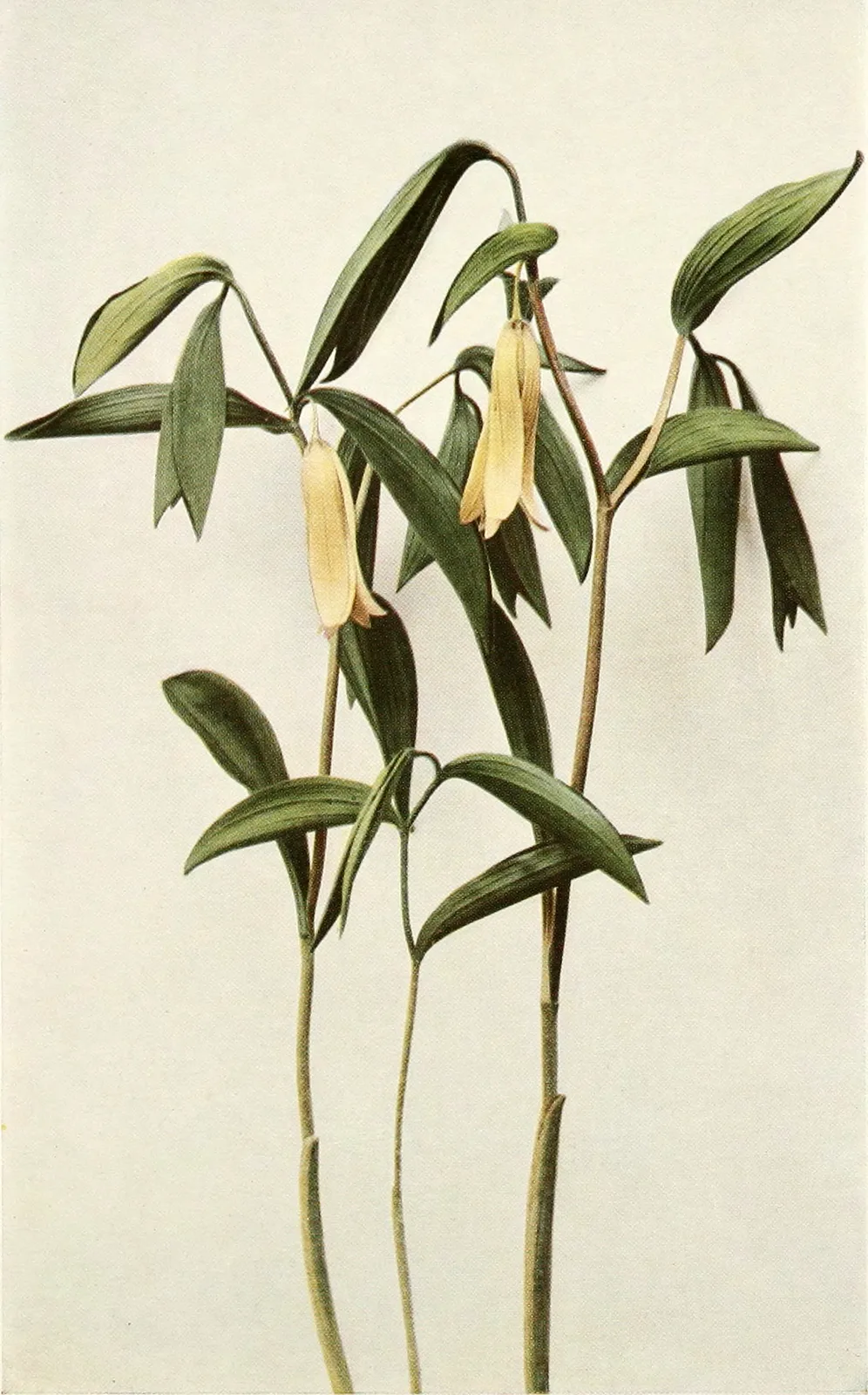 Wild Oats