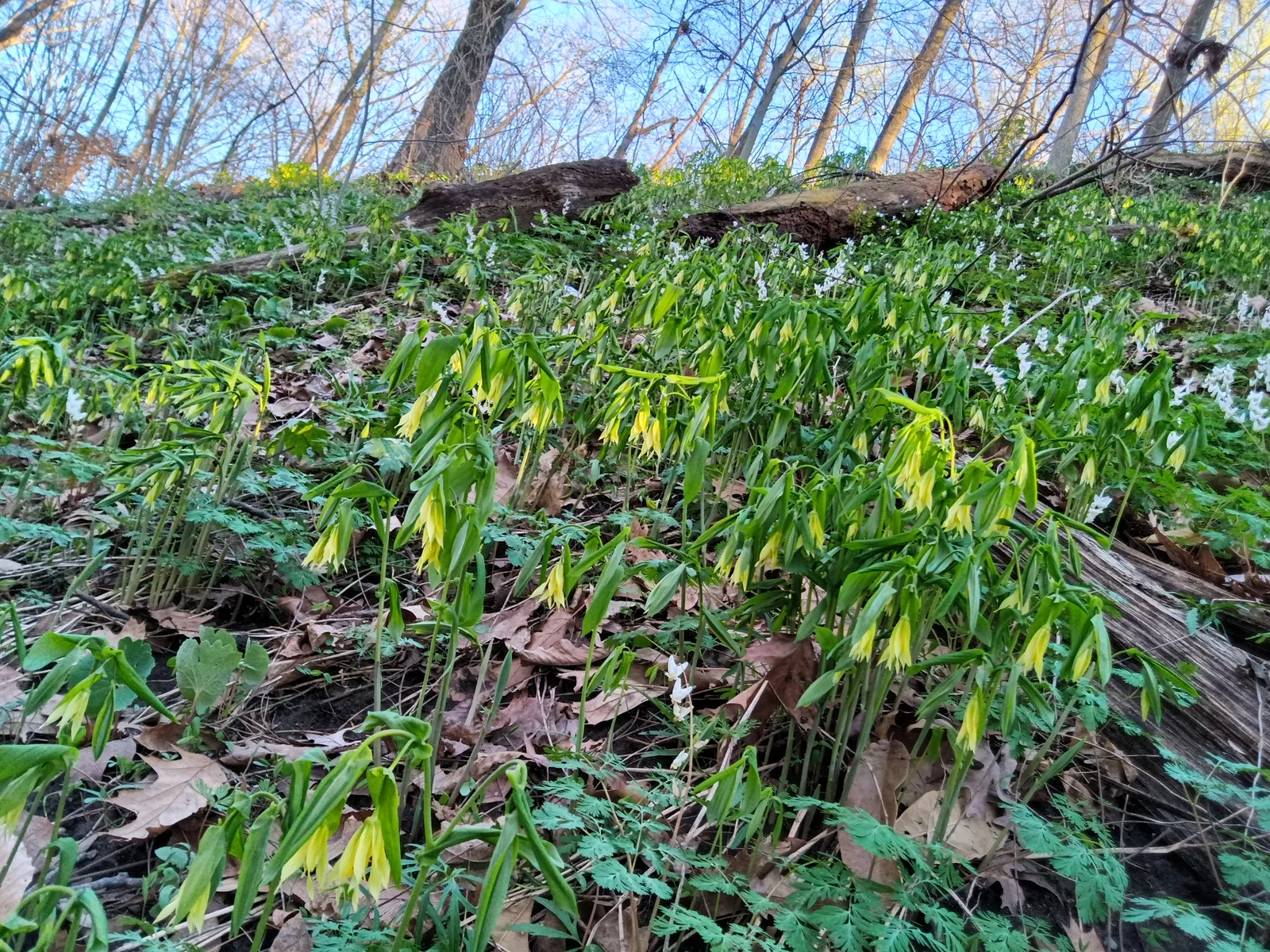 Large-flowered Bellwort