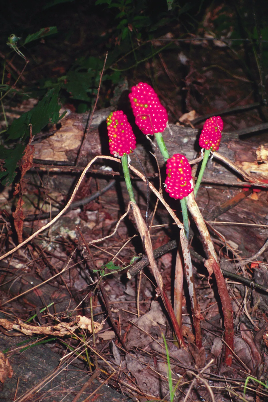 Green Dragon (Arisaema dracontium)