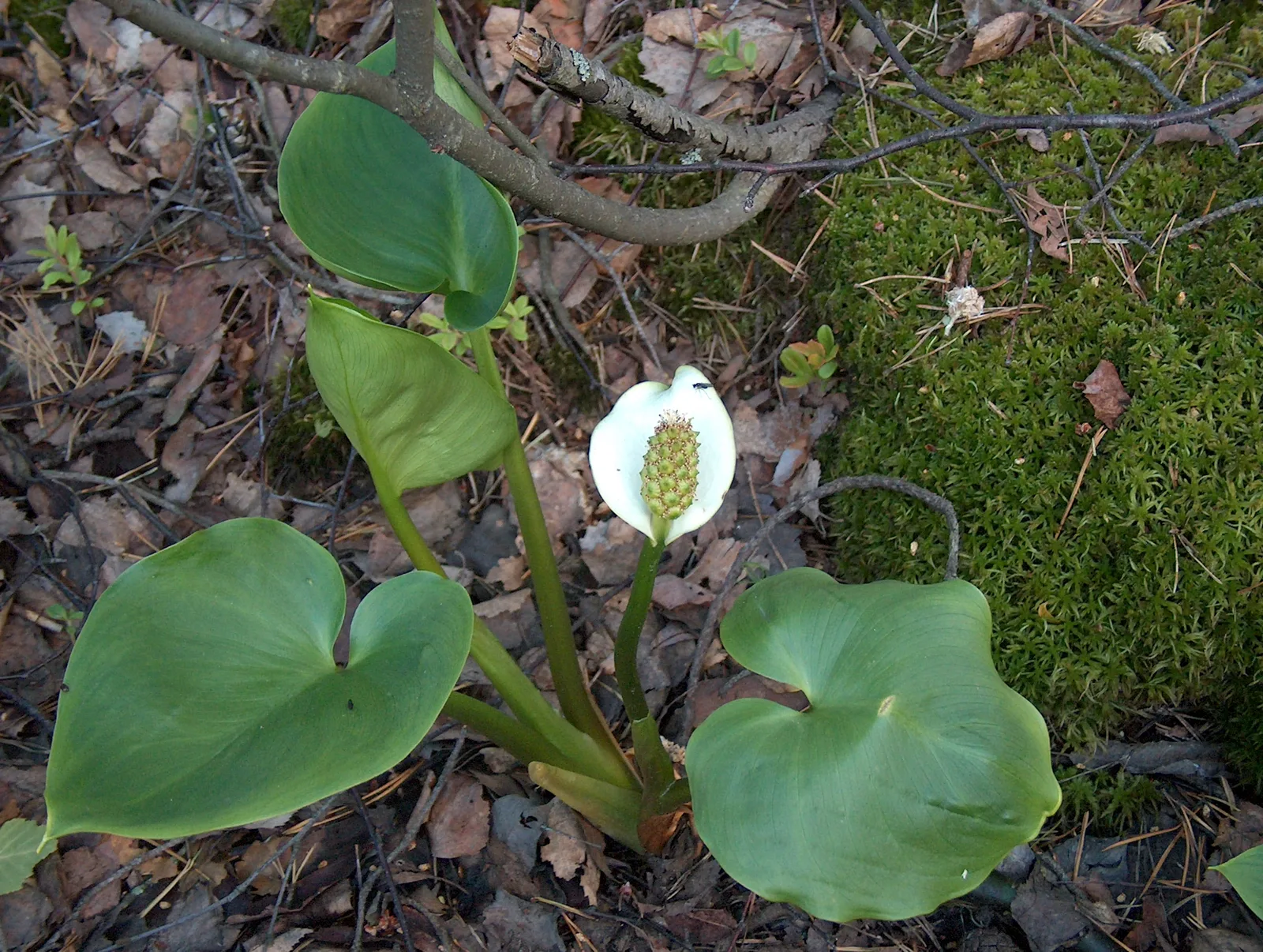 Water Arum (Calla palustris)