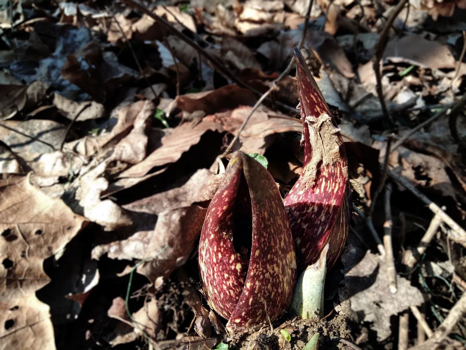 Skunk Cabbage (Symplocarpus foetidus)