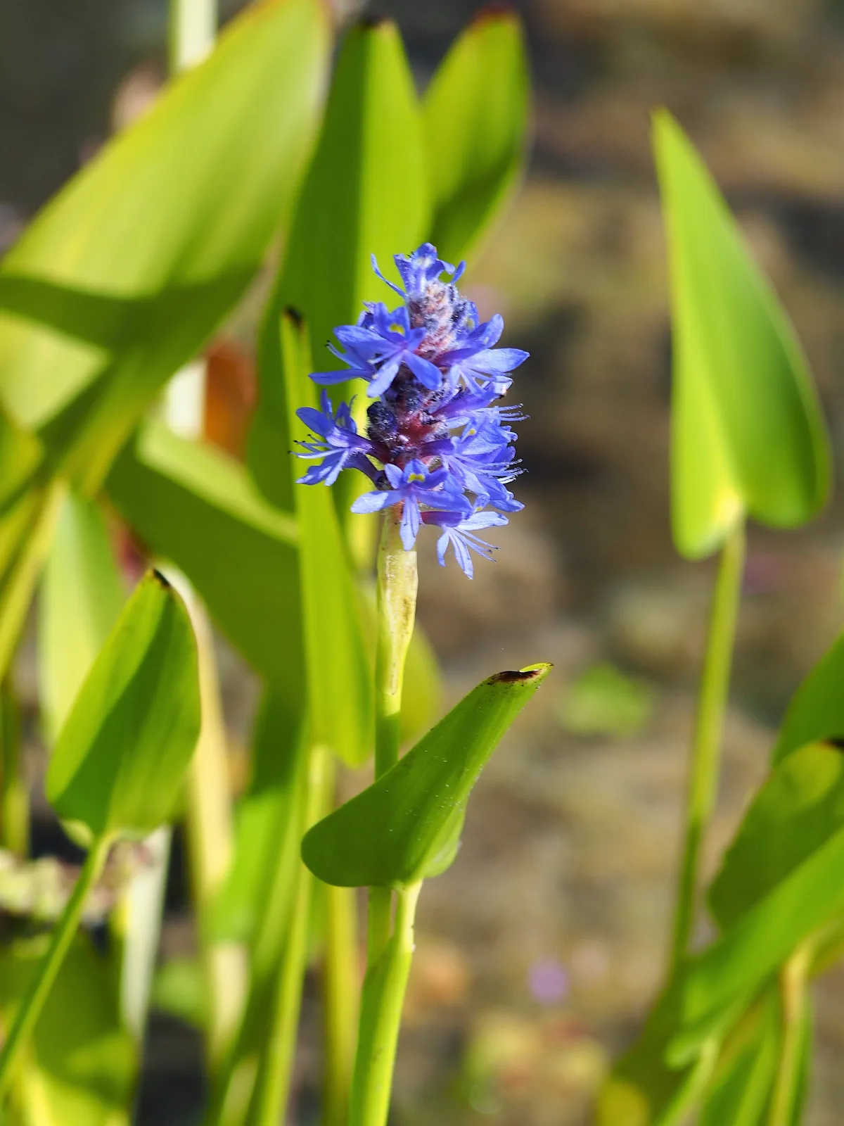 Pickerelweed