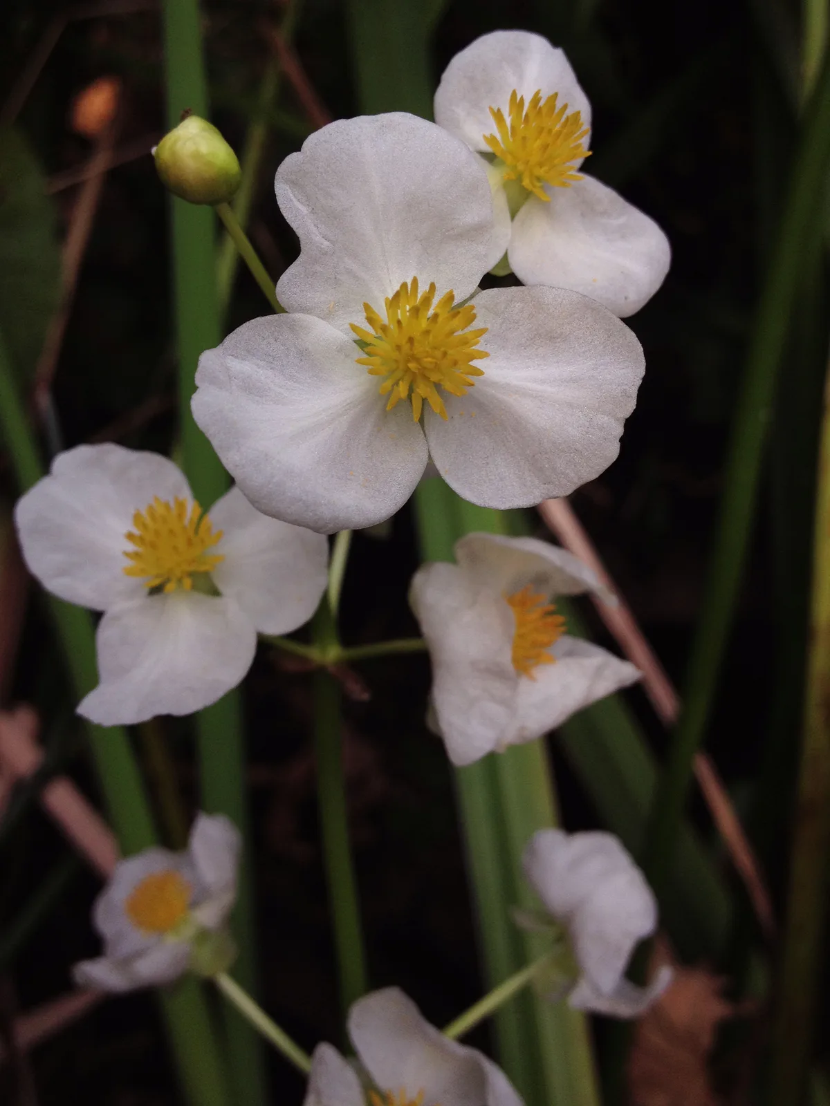 Broadleaf Arrowhead (Sagittaria latifolia)