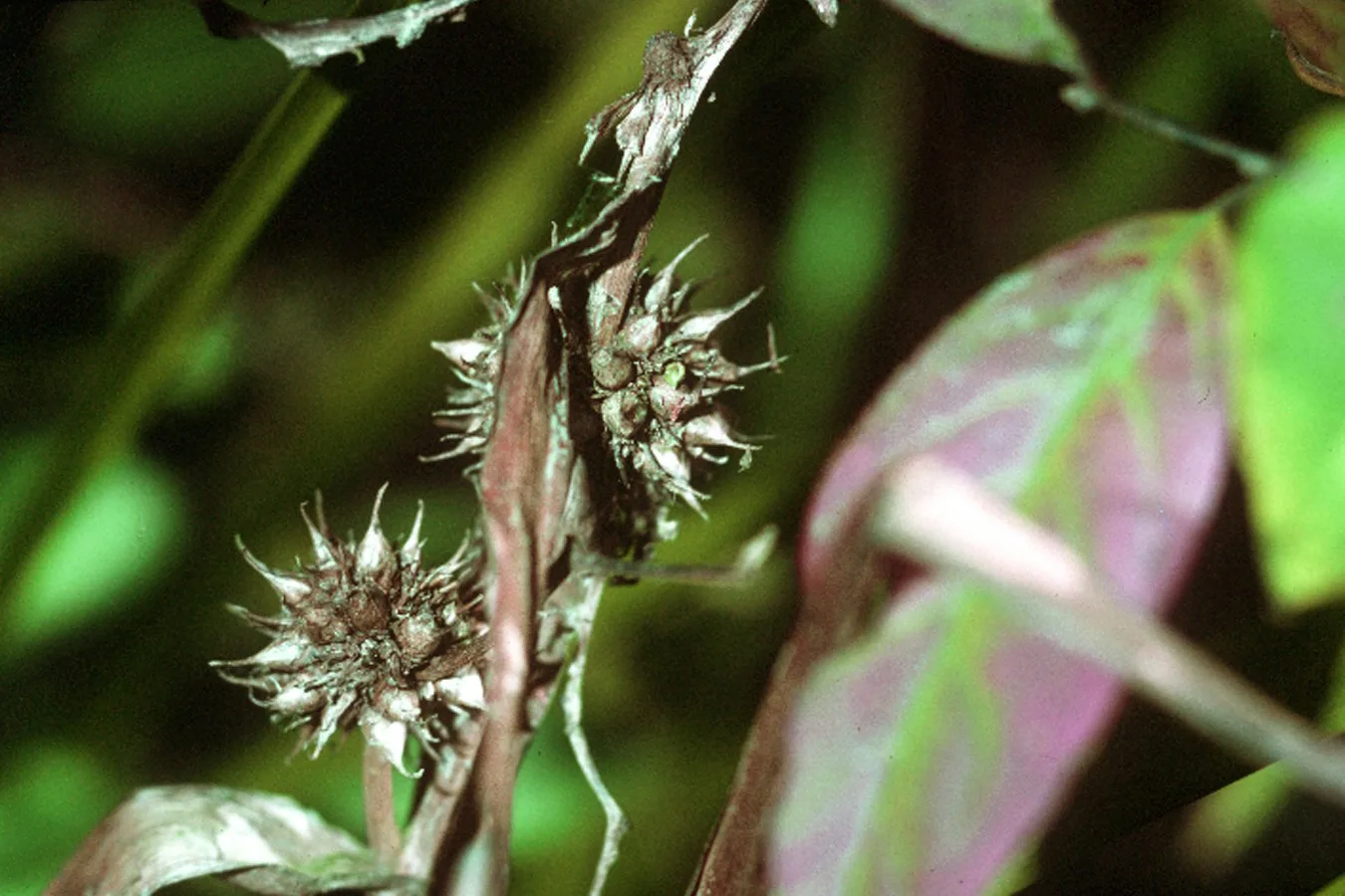 Bur Reed