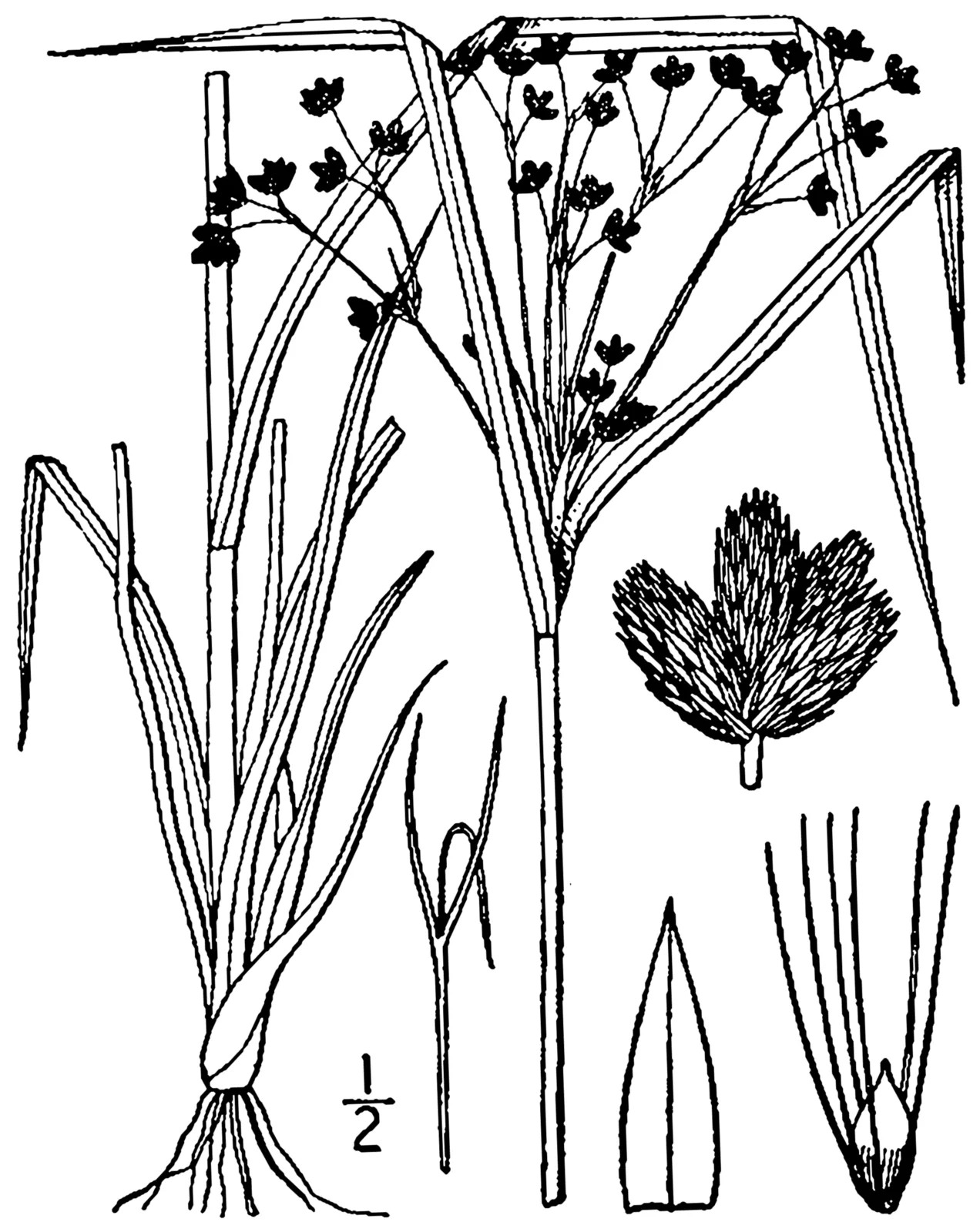 Woolgrass (Scirpus cyperinus)