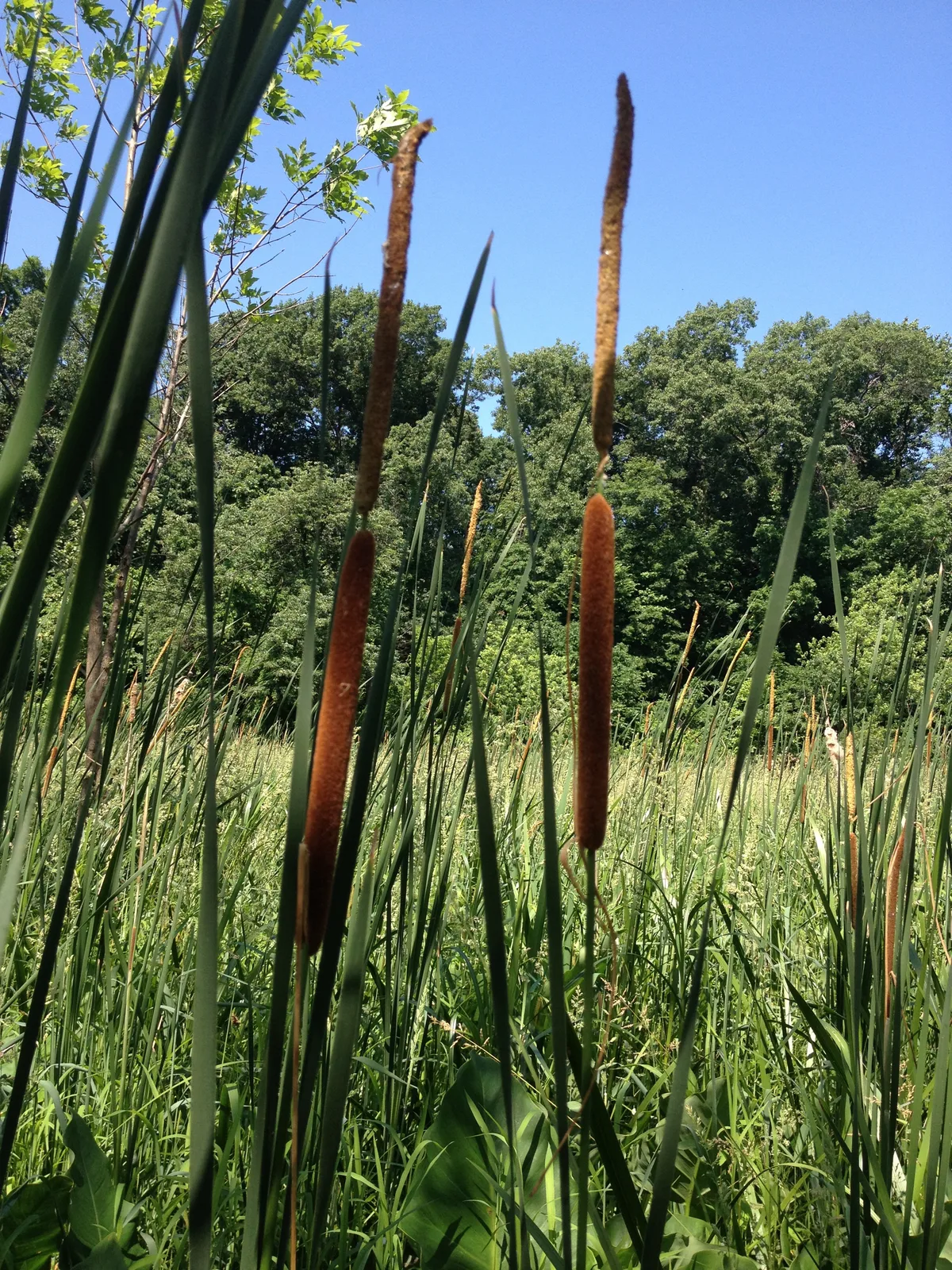 Narrowleaf Cattail