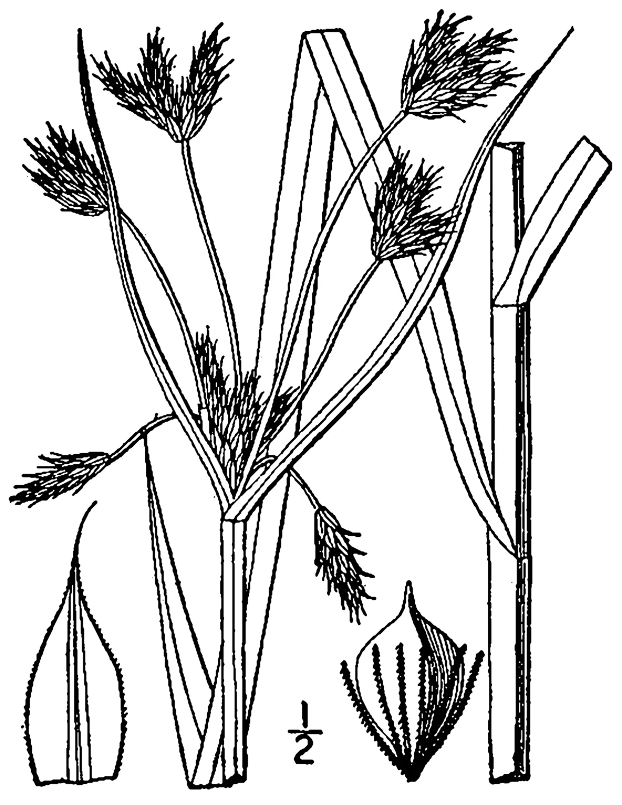 River Bulrush