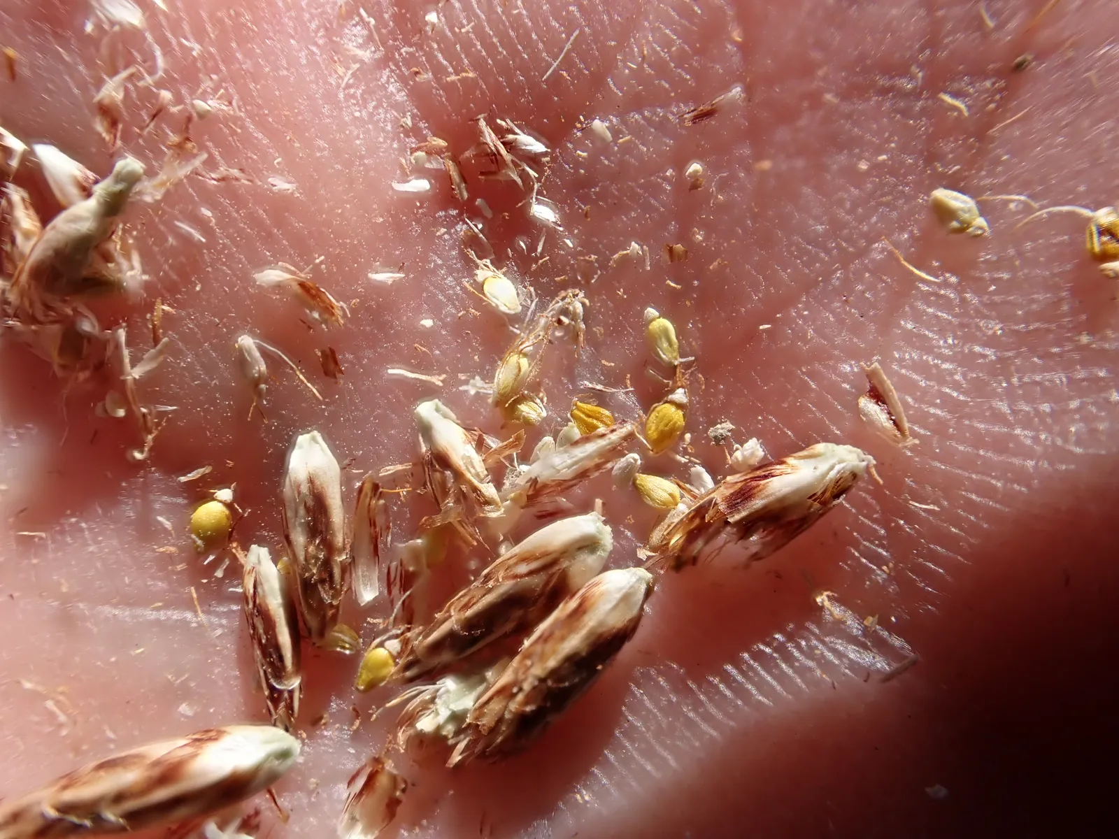 Common Spikerush (Eleocharis palustris)