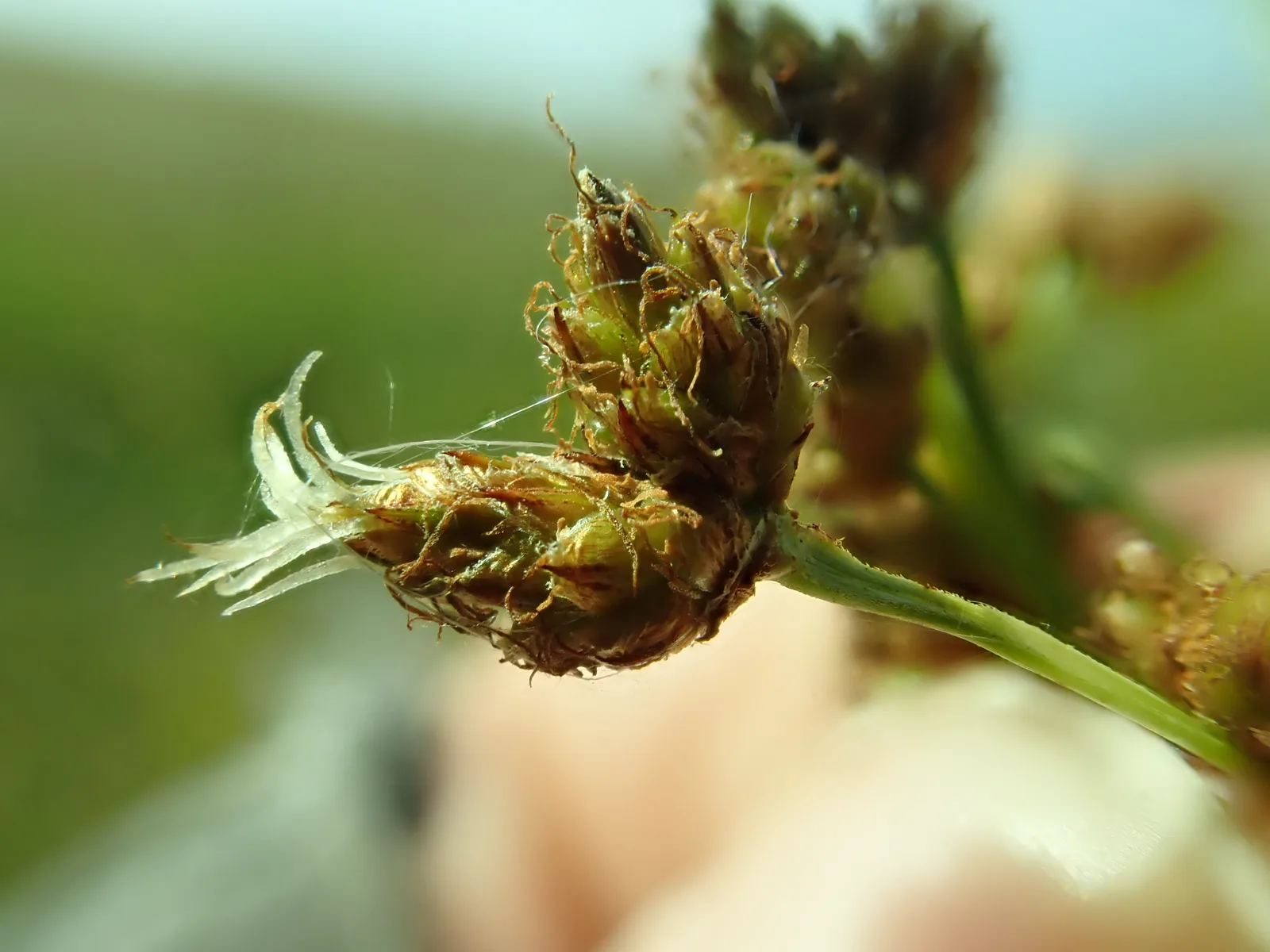 Hardstem Bulrush