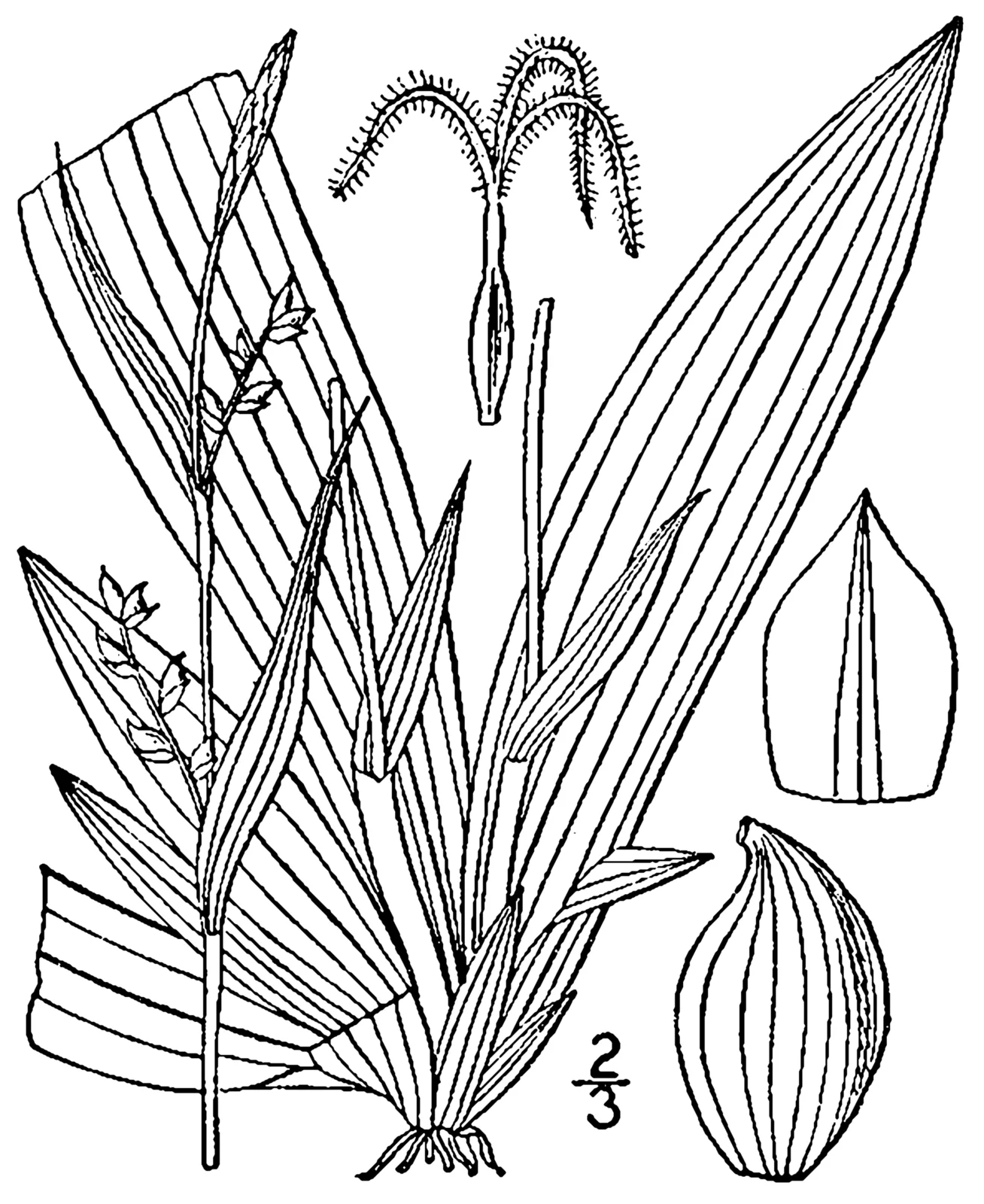 Broadleaf Sedge (Carex platyphylla)
