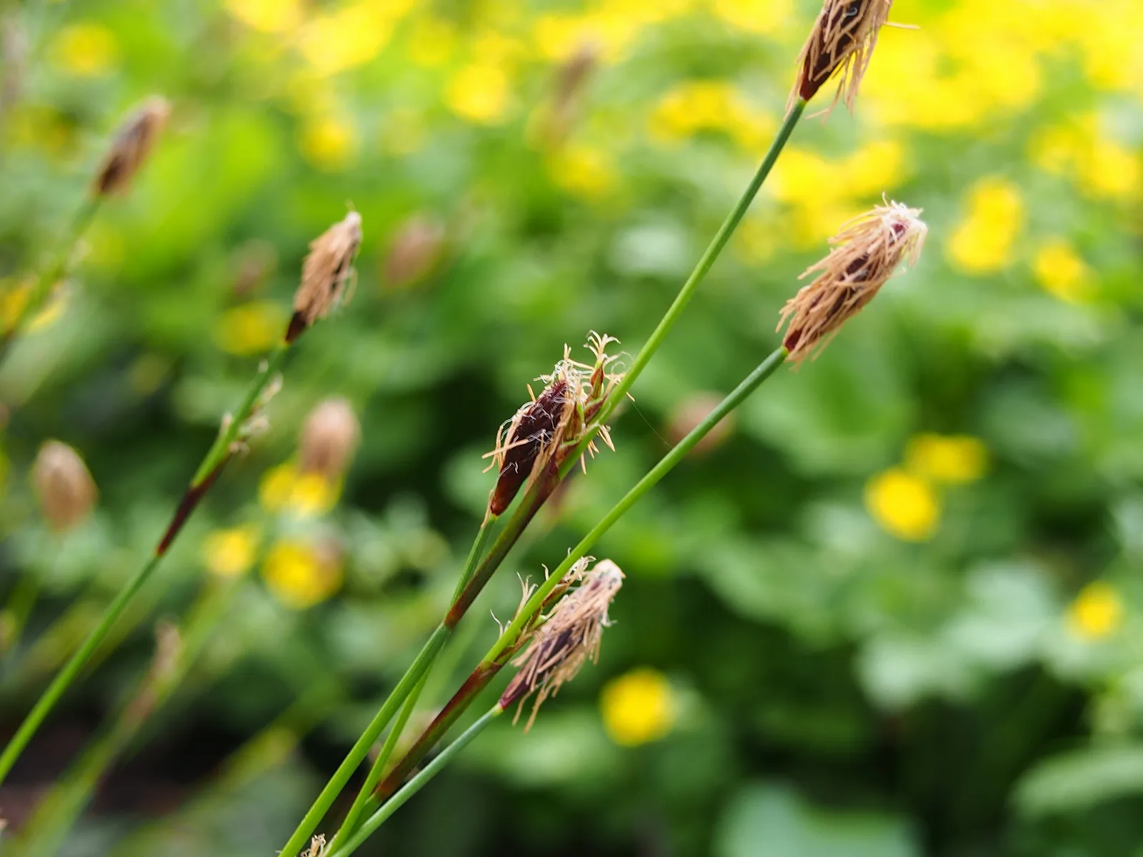 Plantainleaf Sedge (Carex plantaginea)