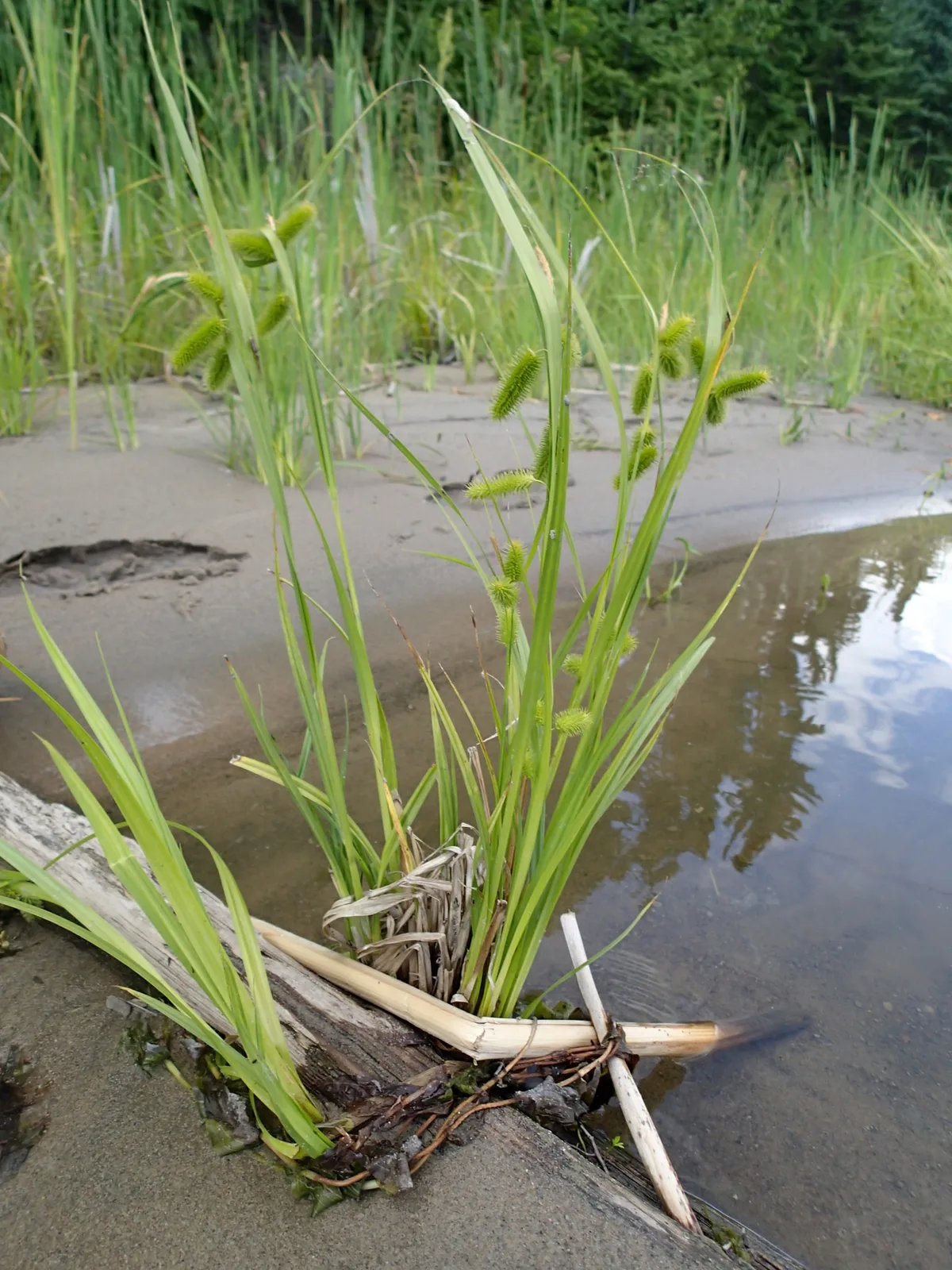 Bristly Sedge
