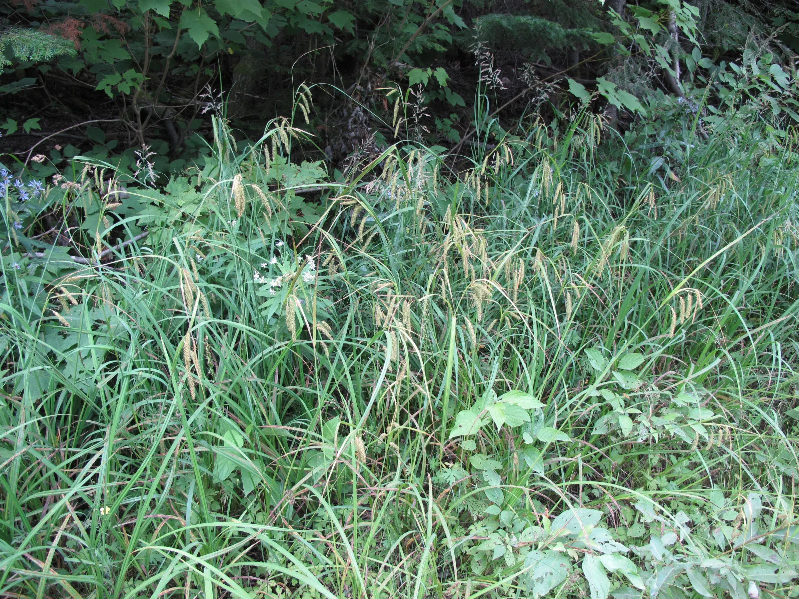 Fringed Sedge