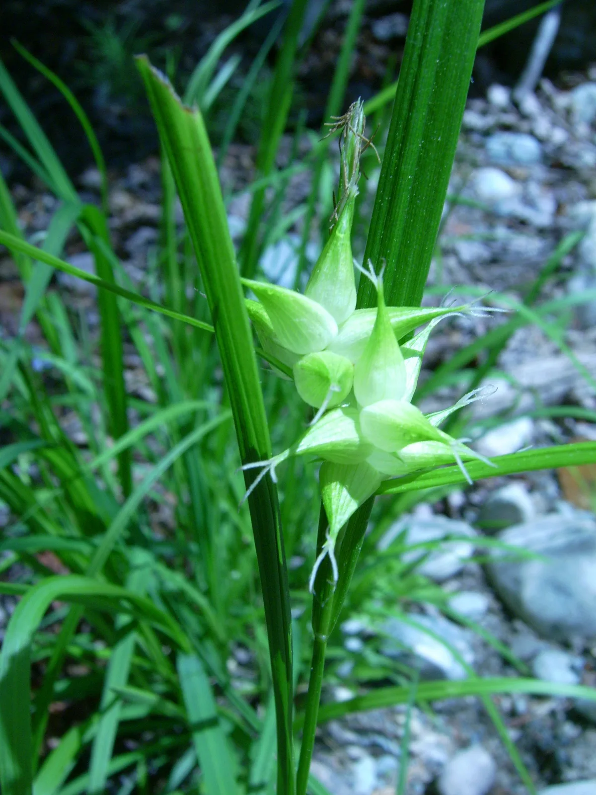 Bladder Sedge (Carex intumescens)