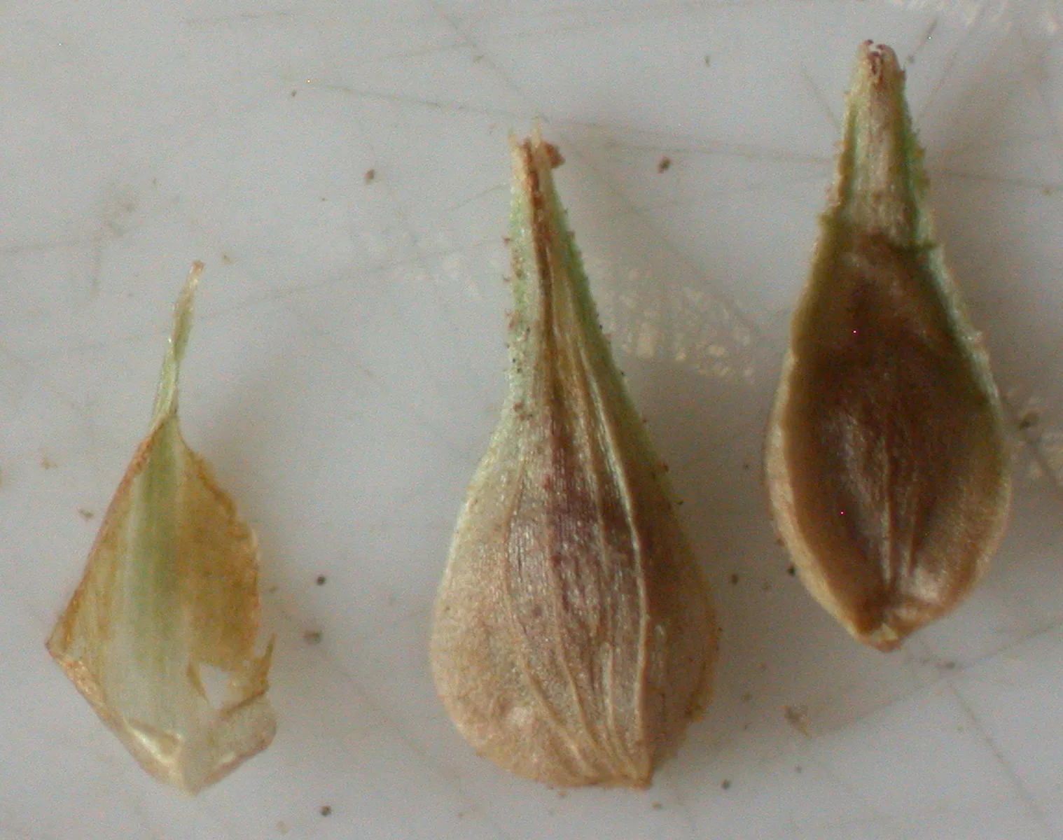Awl-fruited Sedge