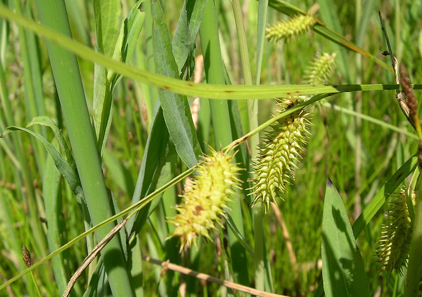 Porcupine Sedge