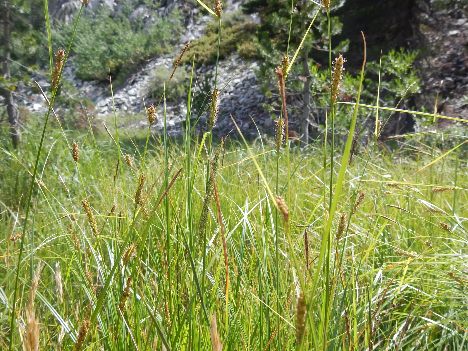 Woolly Sedge (Carex pellita)