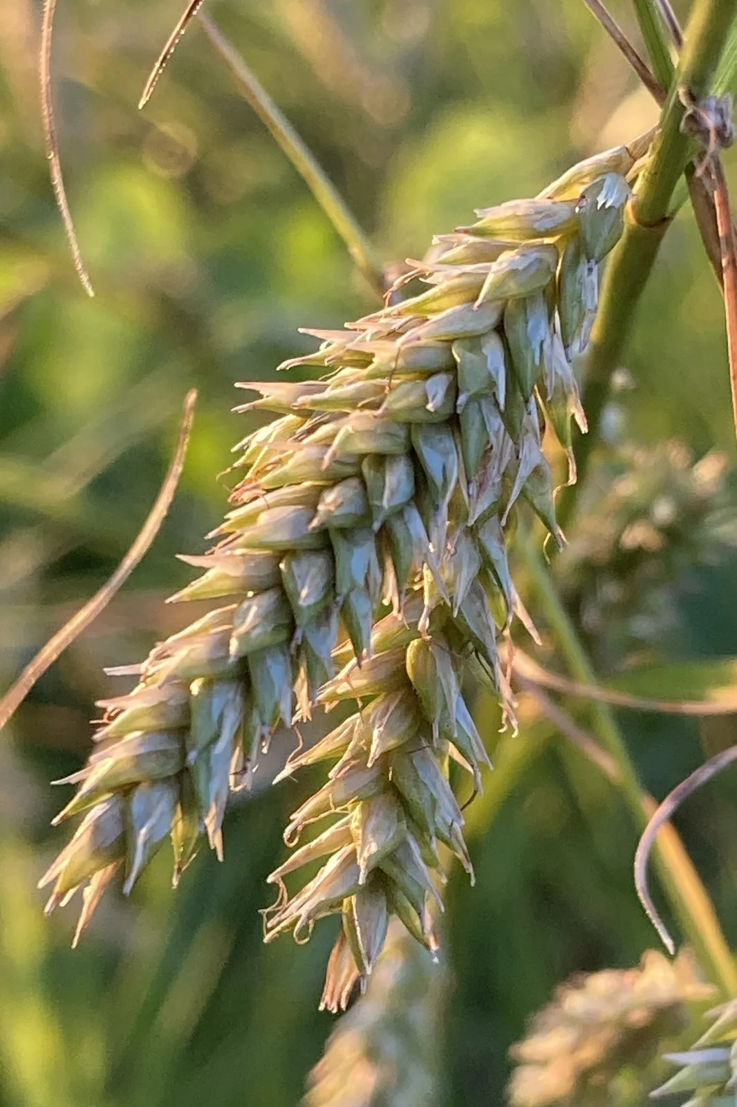 Cherokee Sedge (Carex cherokeensis)