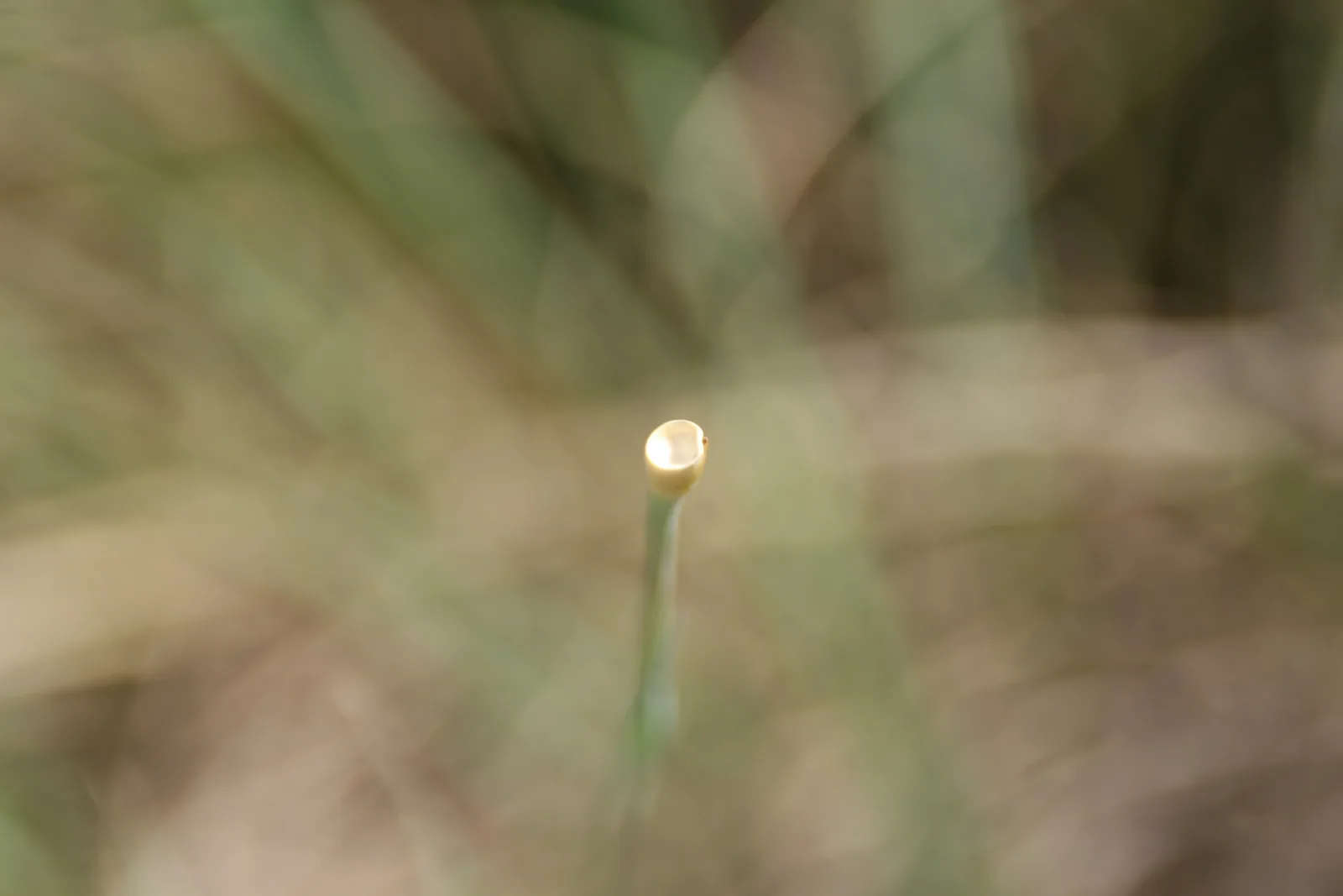 Eastern Gamagrass