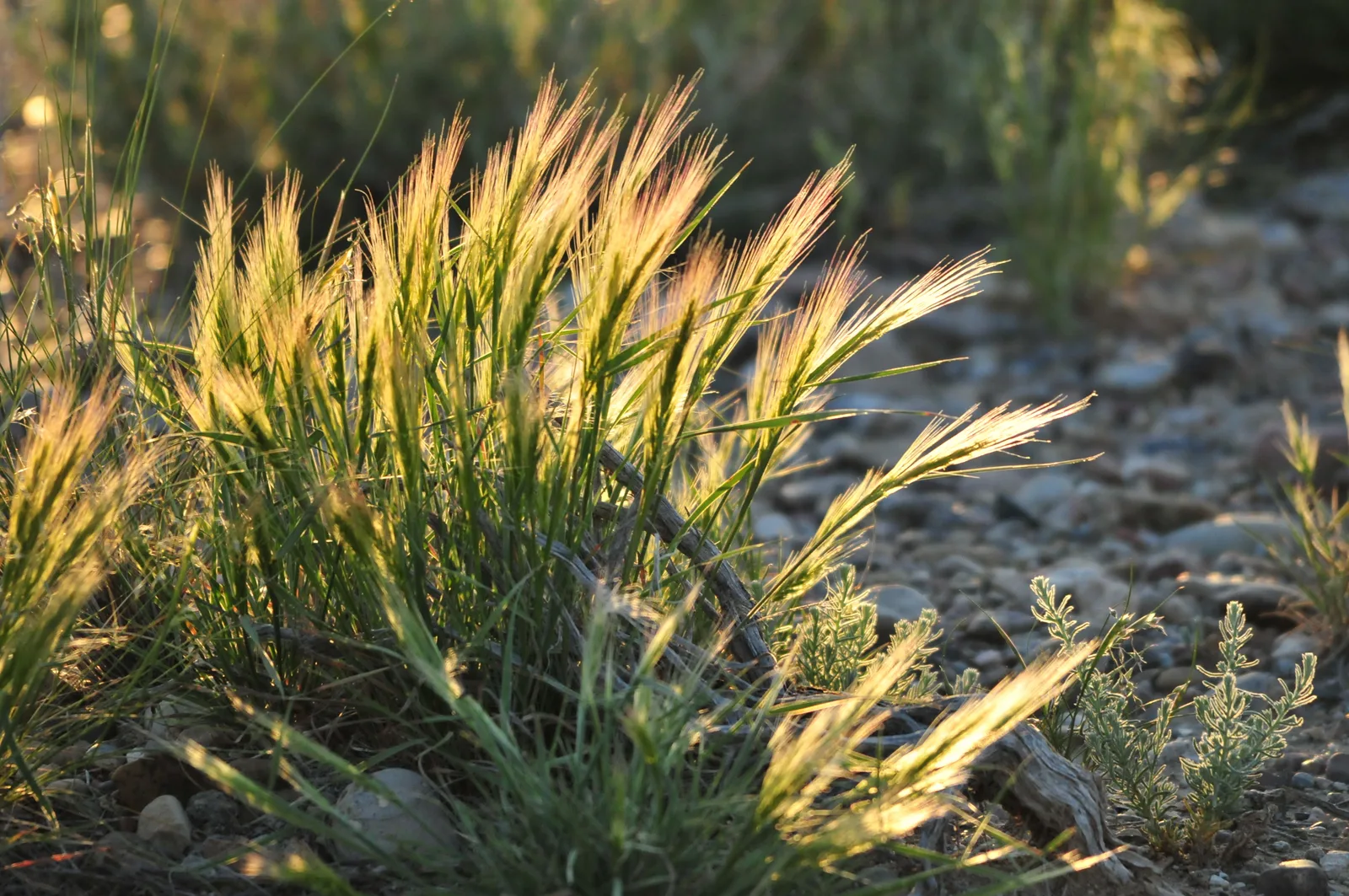 Bottlebrush Squirreltail (Elymus elymoides)