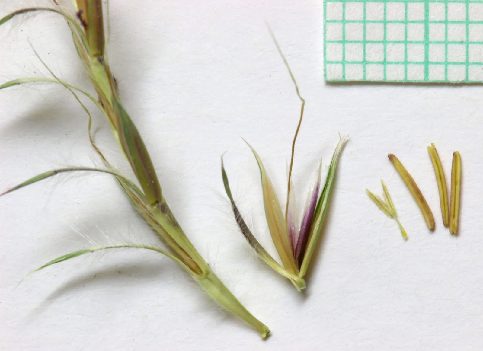 Little Bluestem