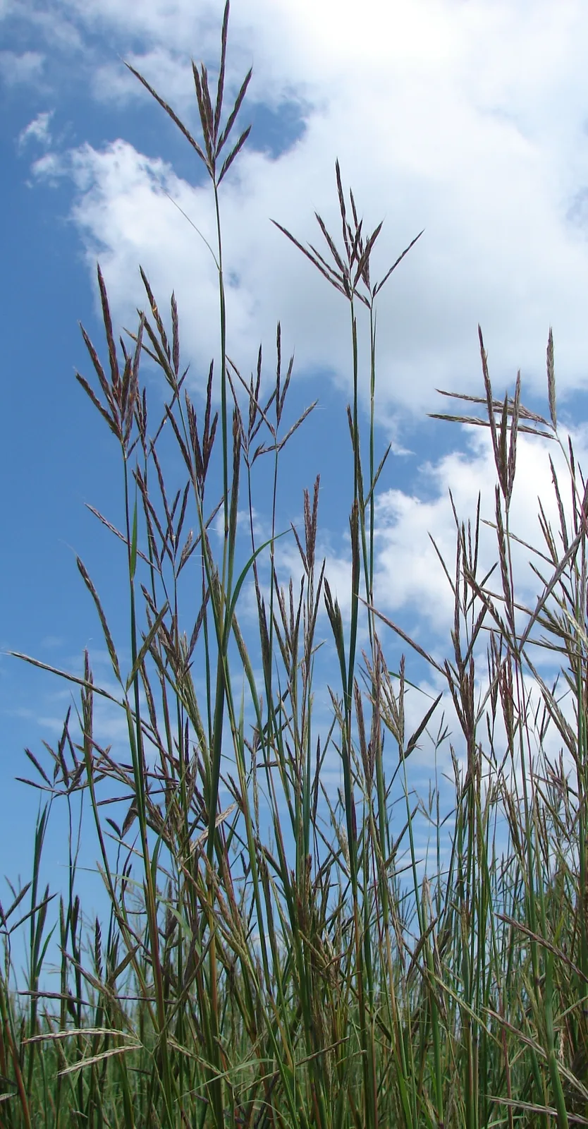 Big Bluestem (Andropogon gerardii)