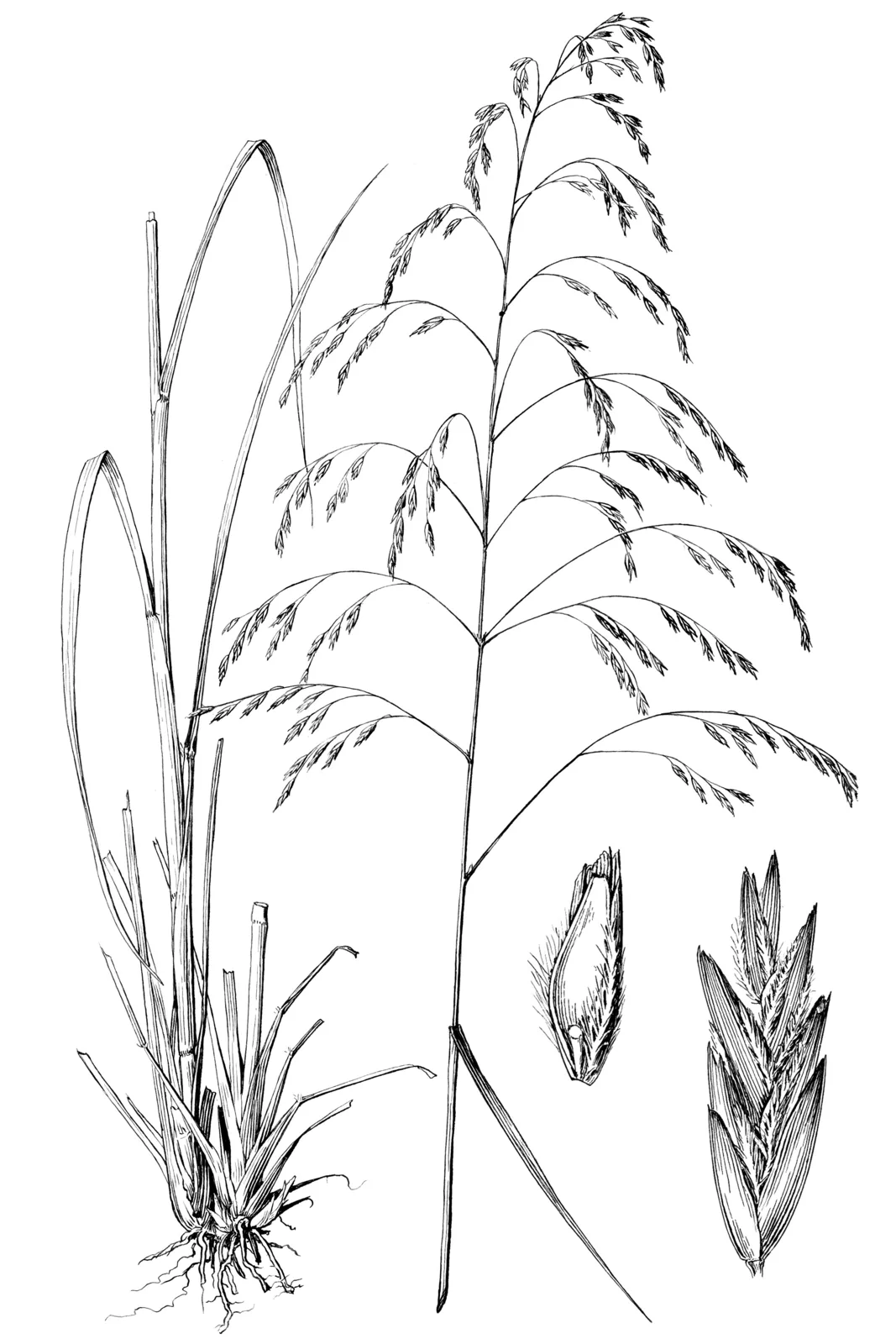 Purpletop (Tridens flavus)