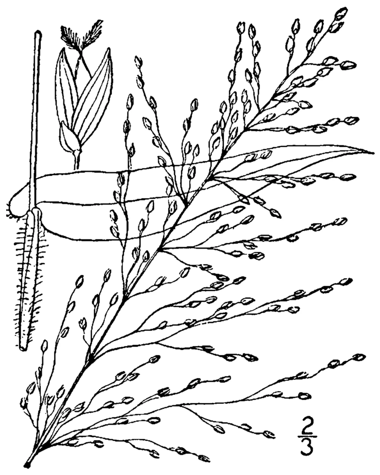 Deertongue (Dichanthelium clandestinum)