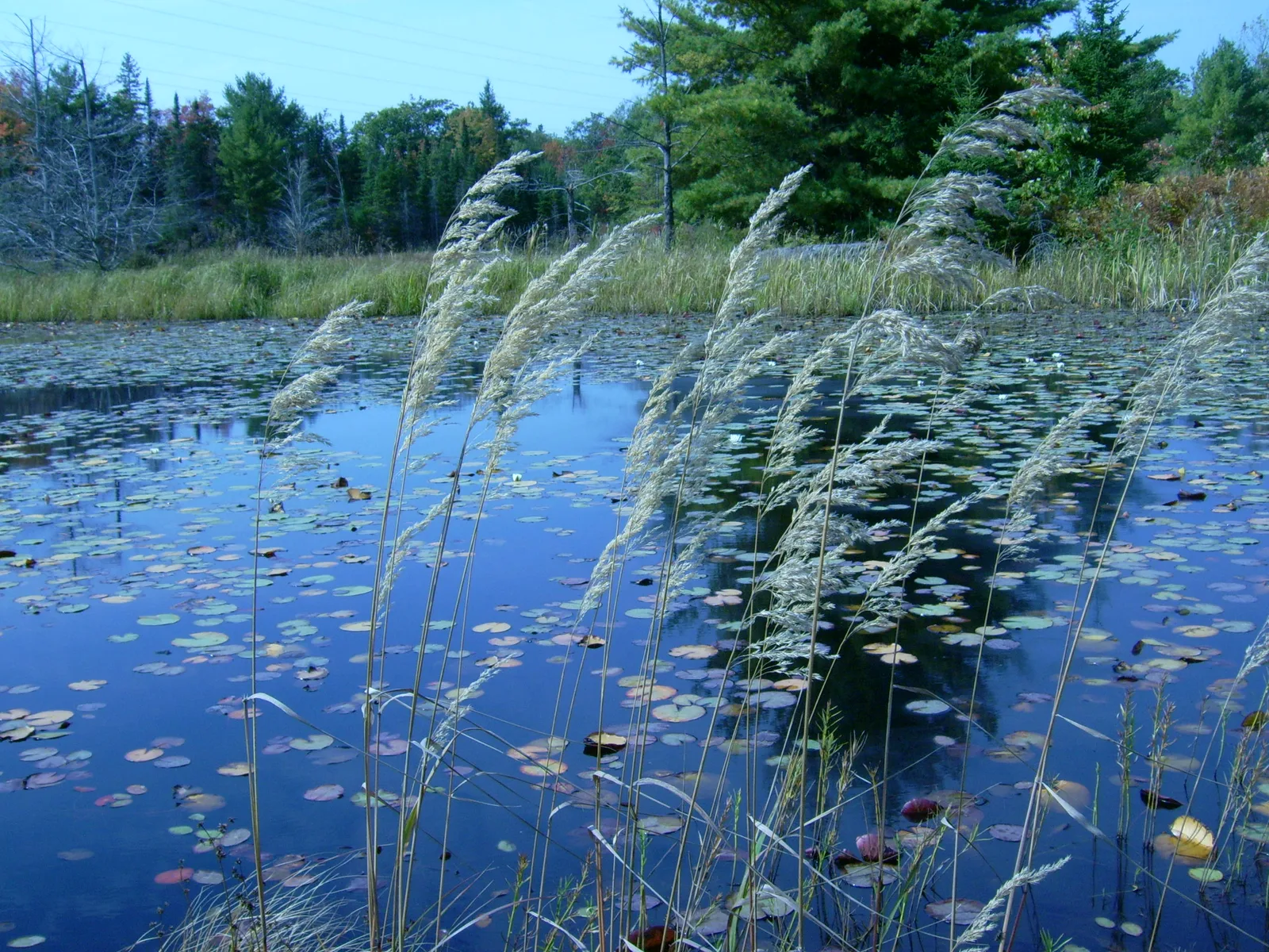 Canada Bluejoint (Calamagrostis canadensis)